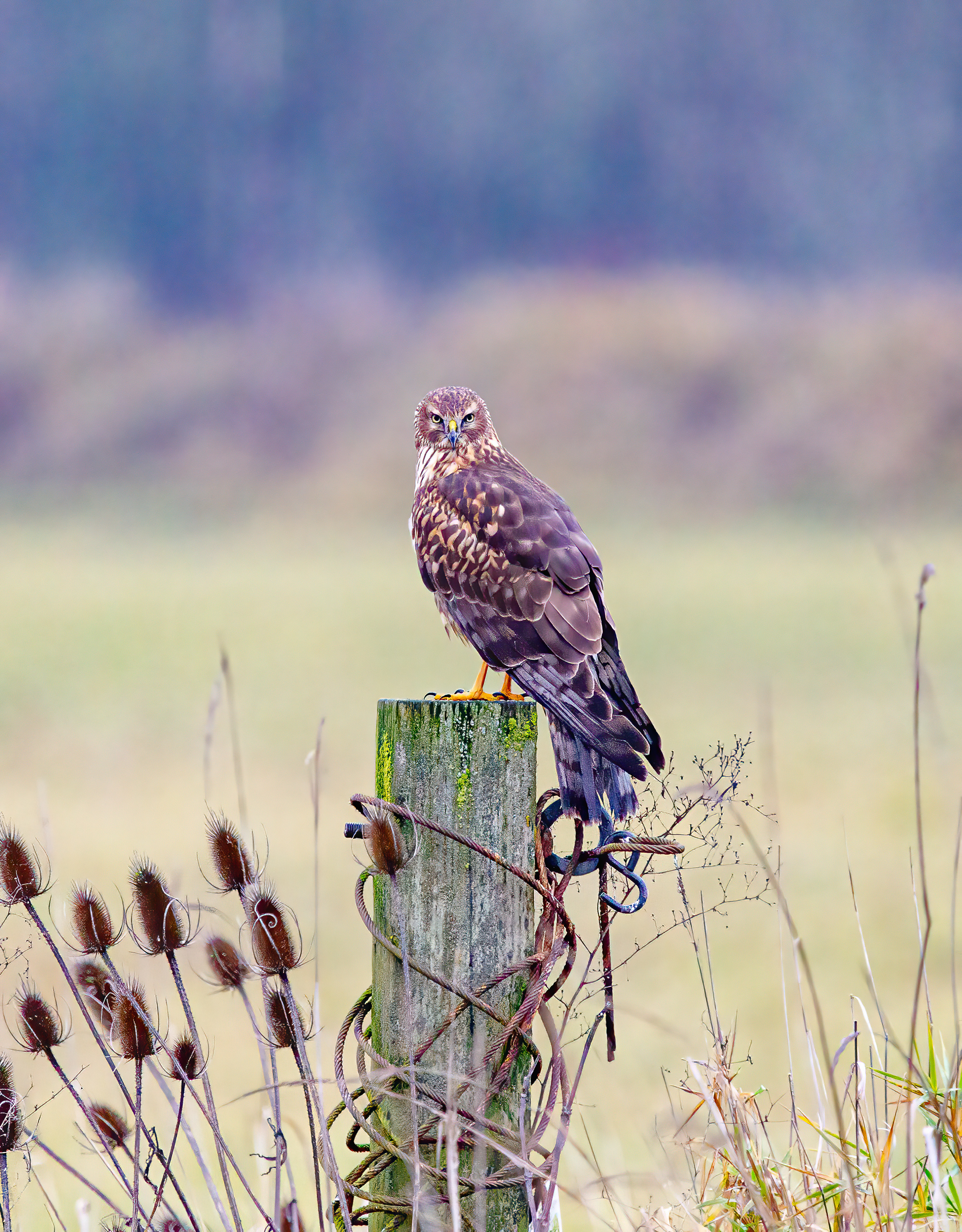 northern harrier (7)