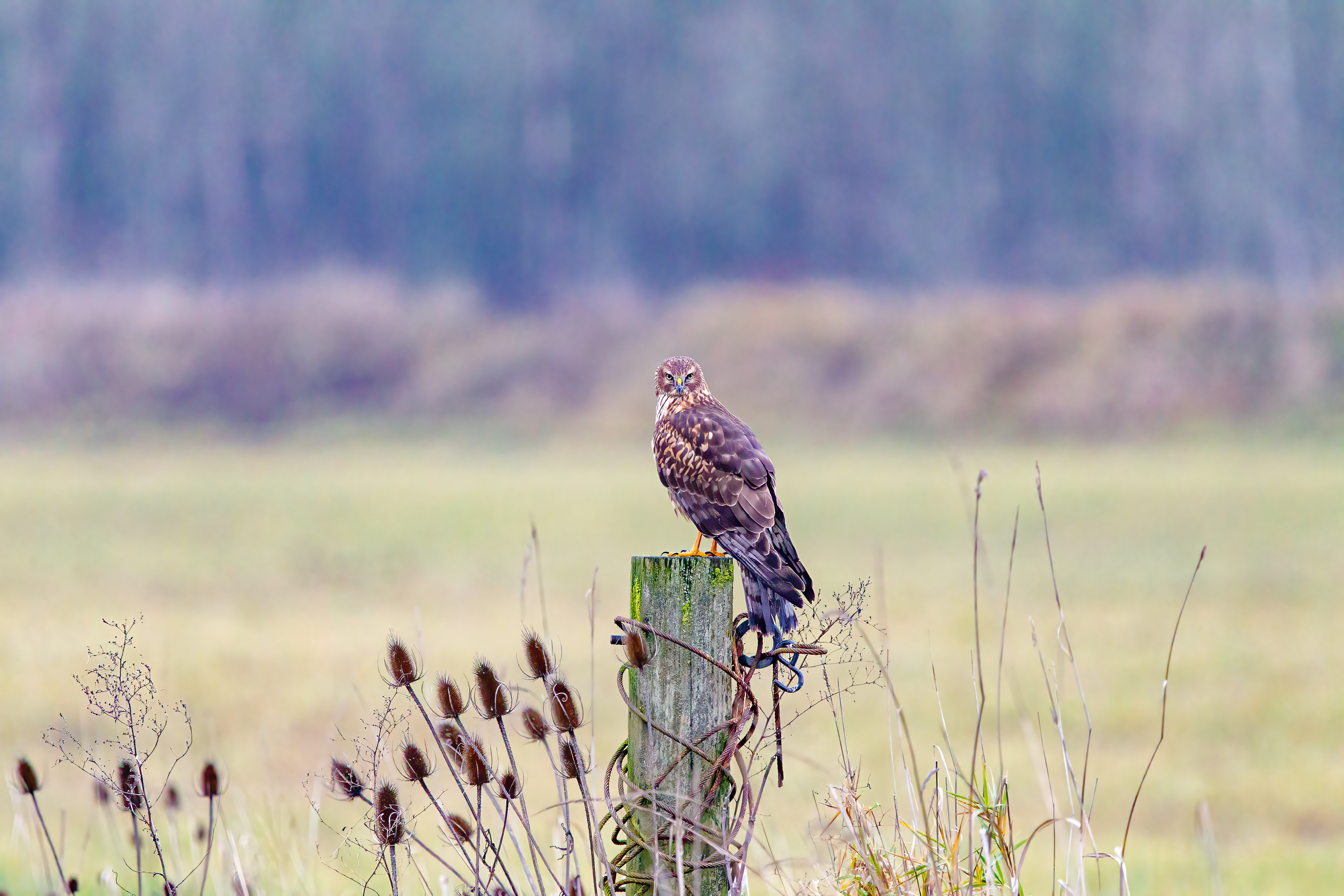 northern harrier (6)