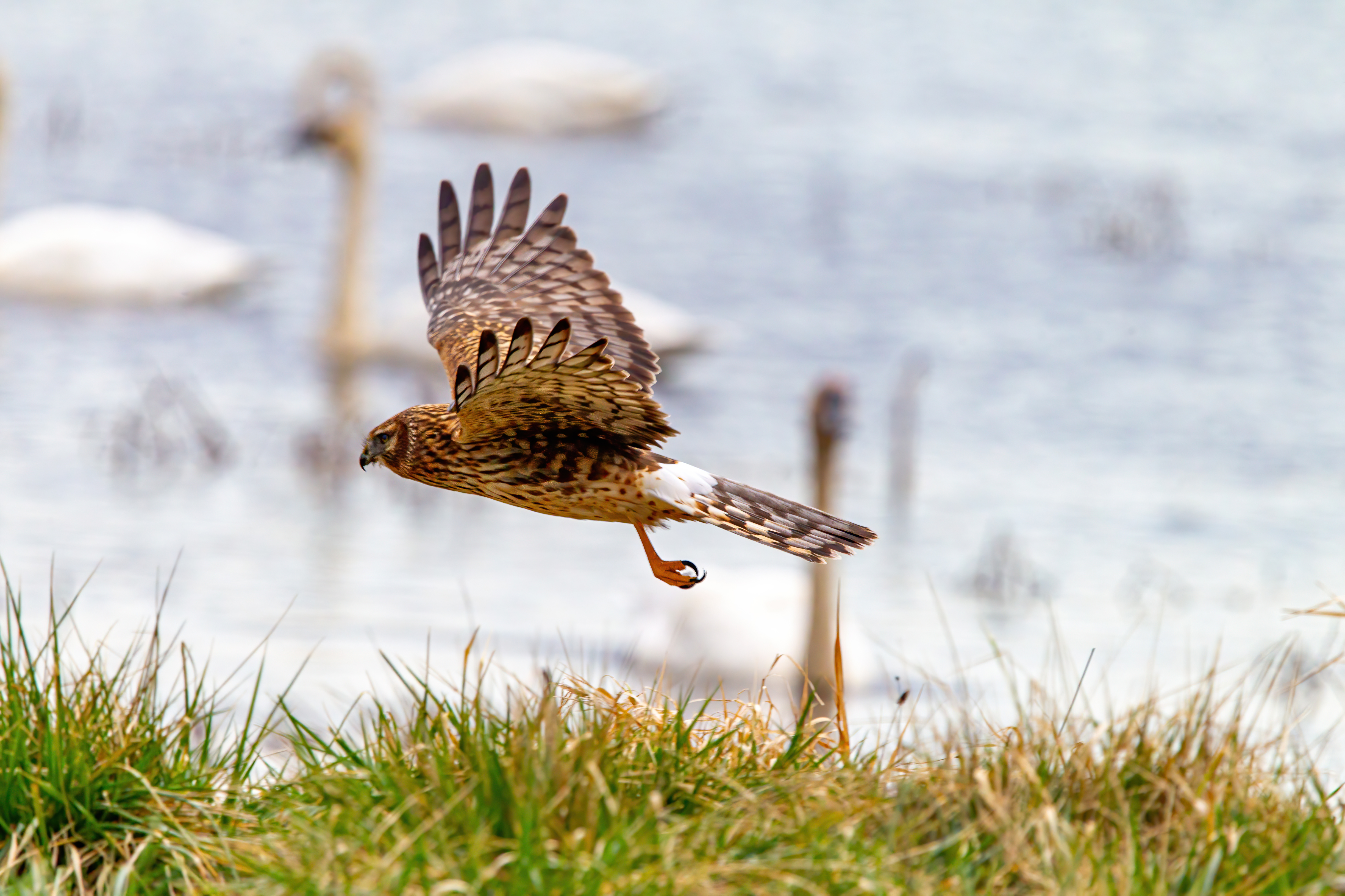 northern harrier (9)