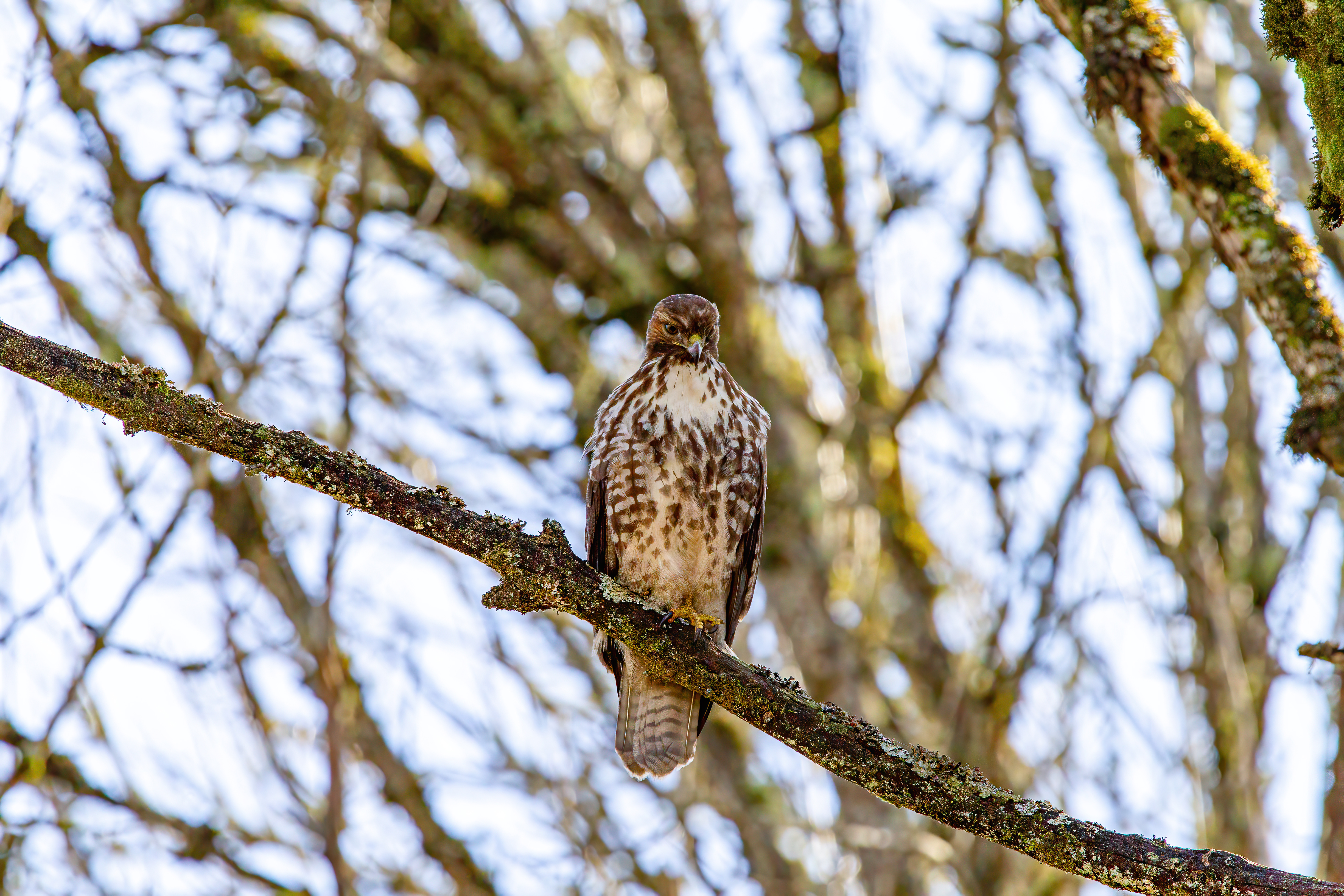 northern harrier (11)