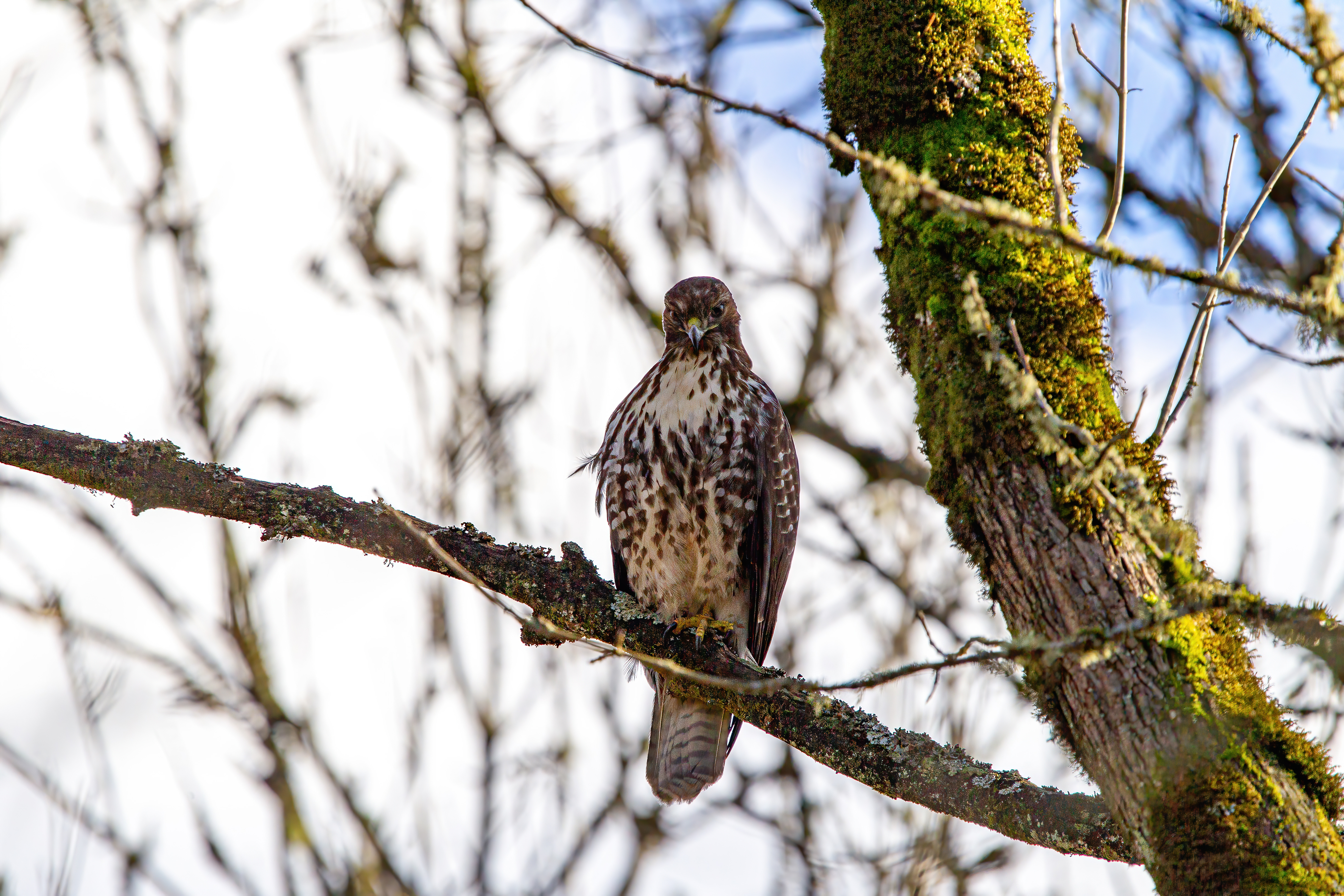 northern harrier (12)