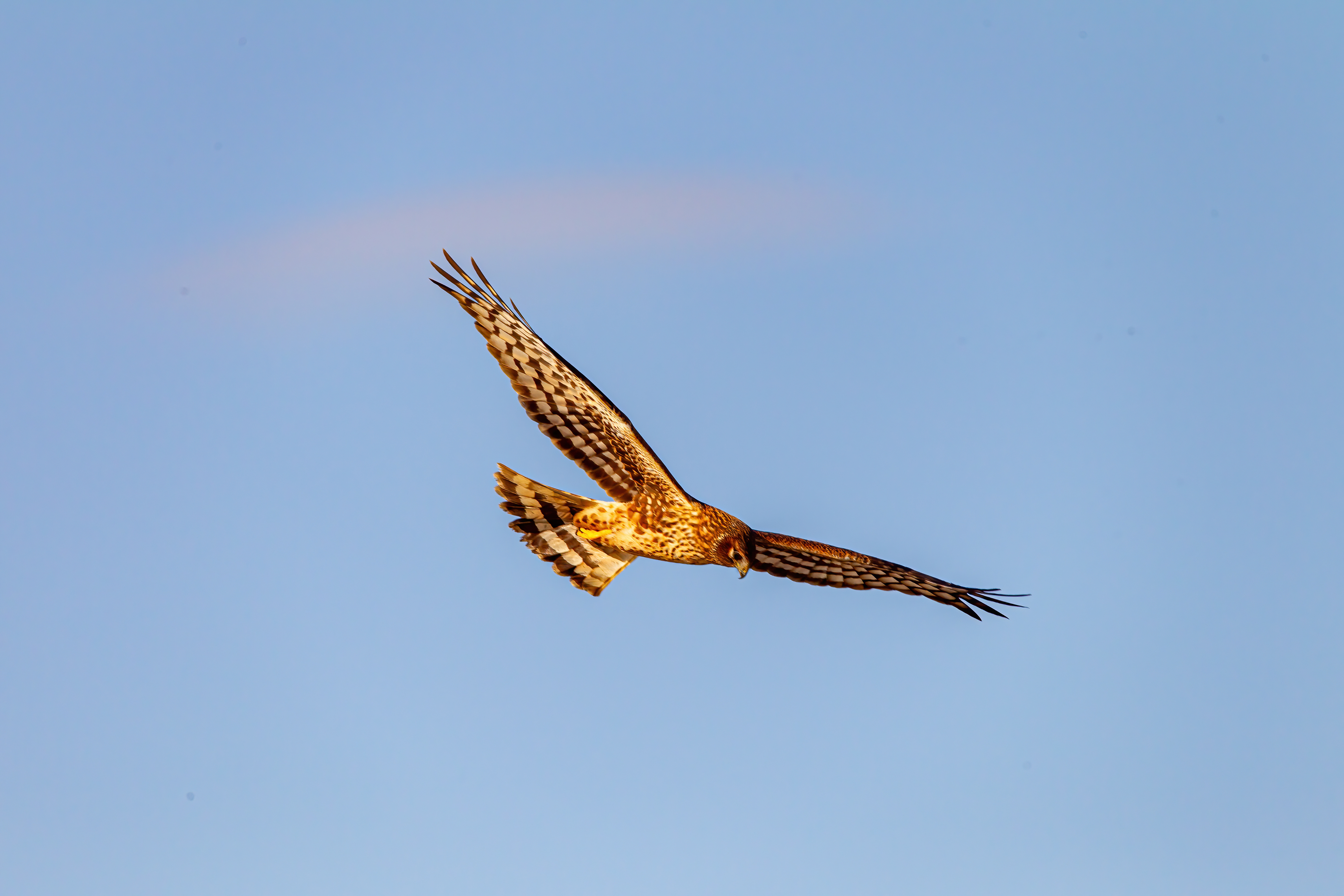 northern harrier (13)