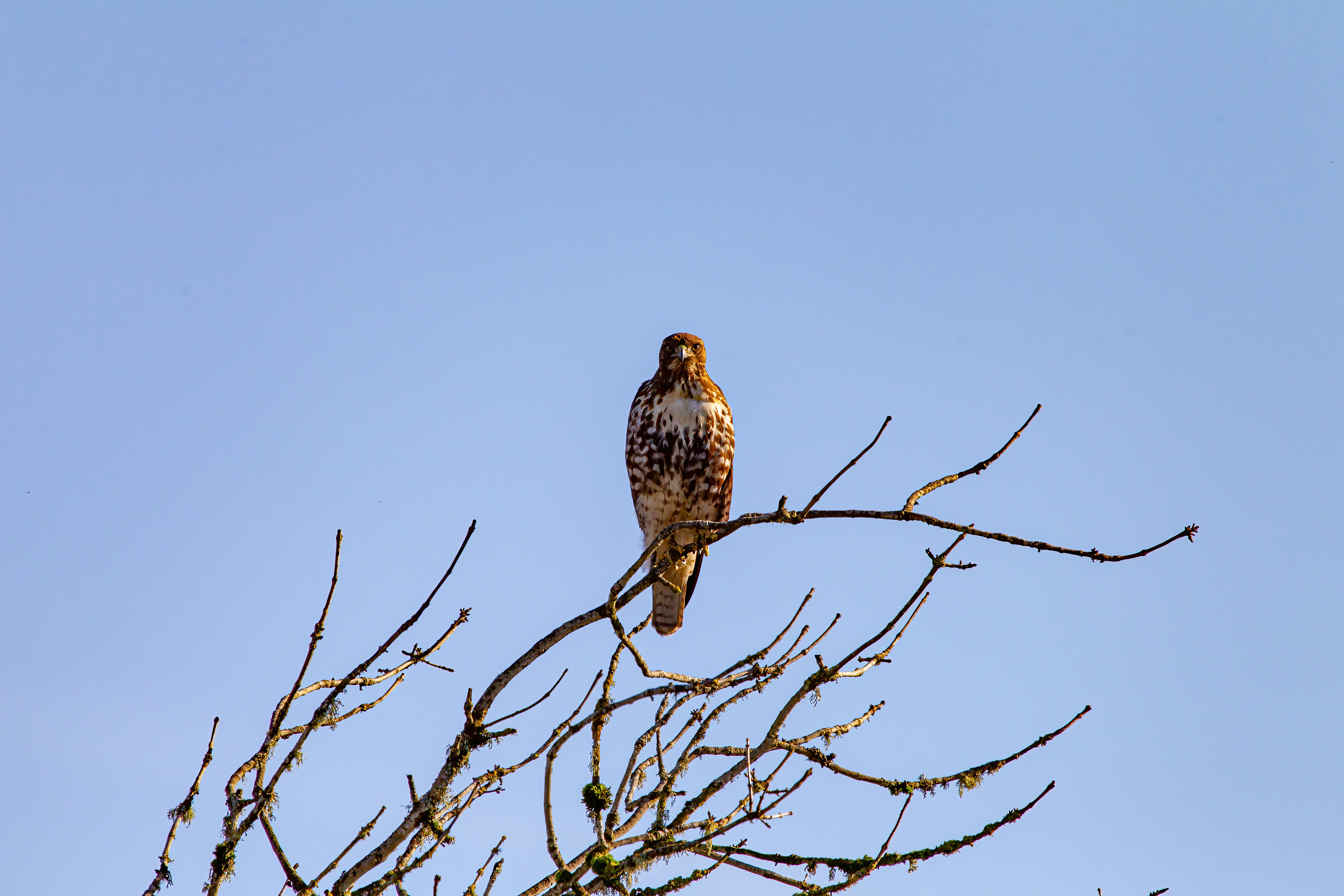 northern harrier (14)