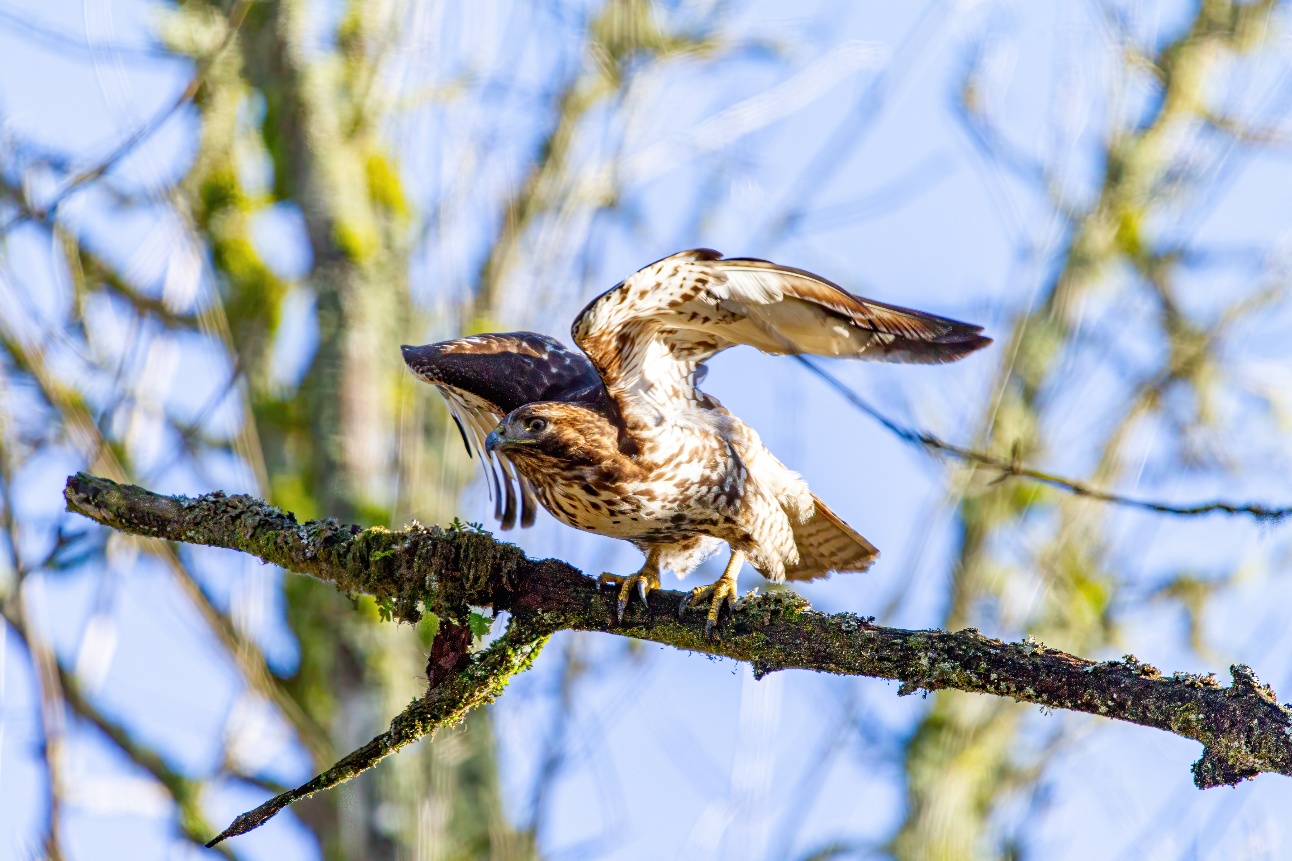 northern harrier (17)