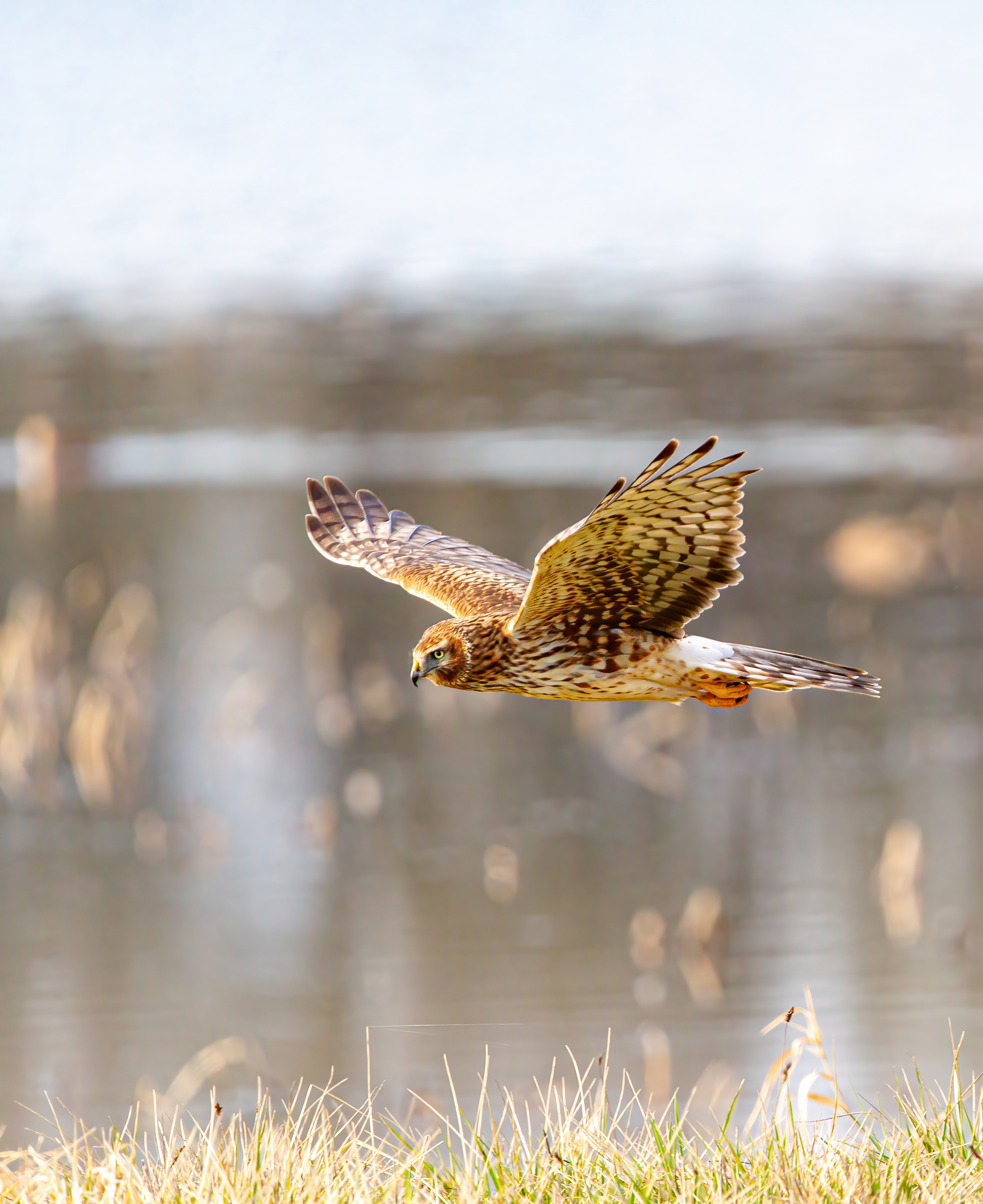 northern harrier (19)