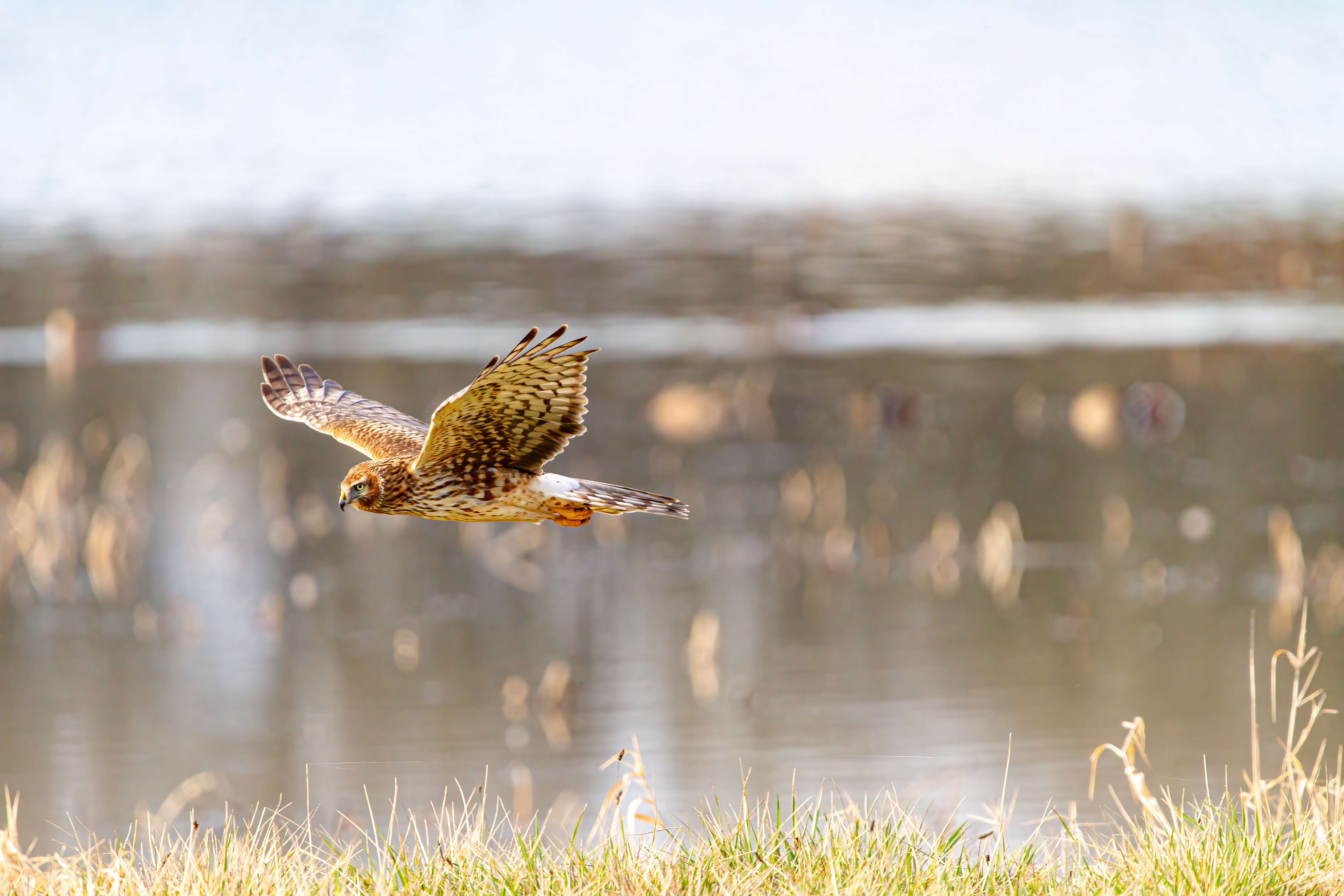northern harrier (18)