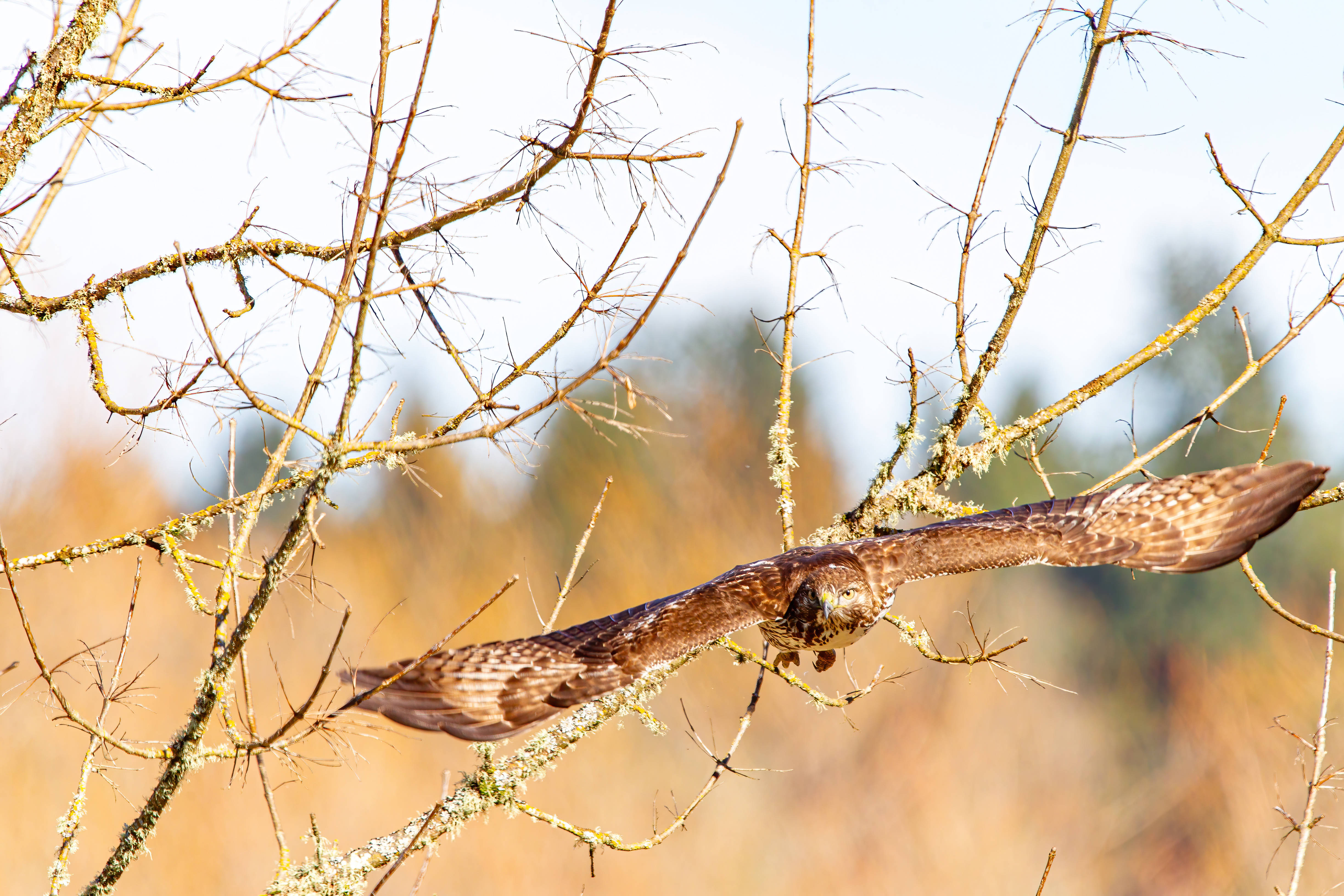 northern harrier (20)