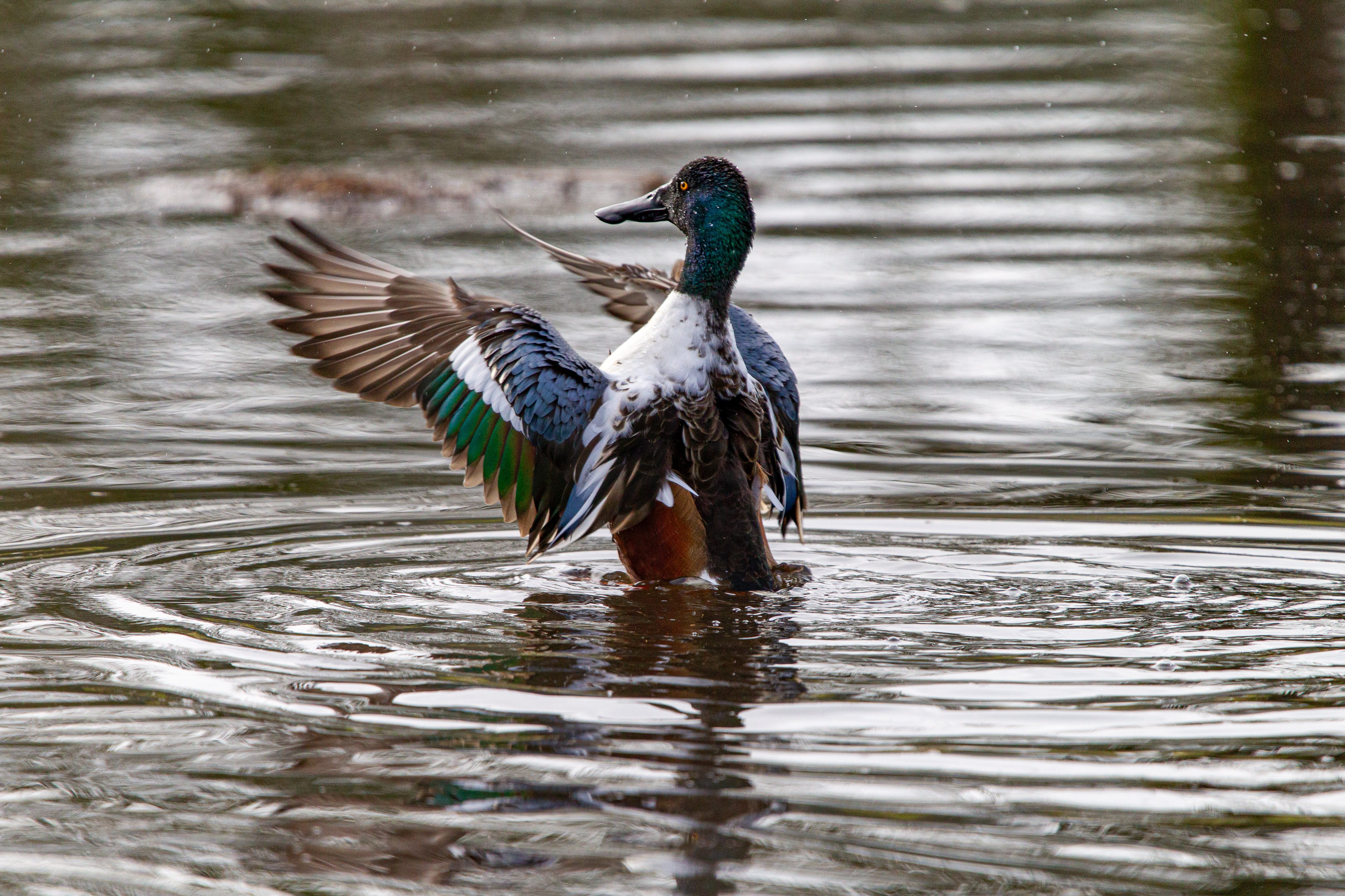 northern shoveler (2)