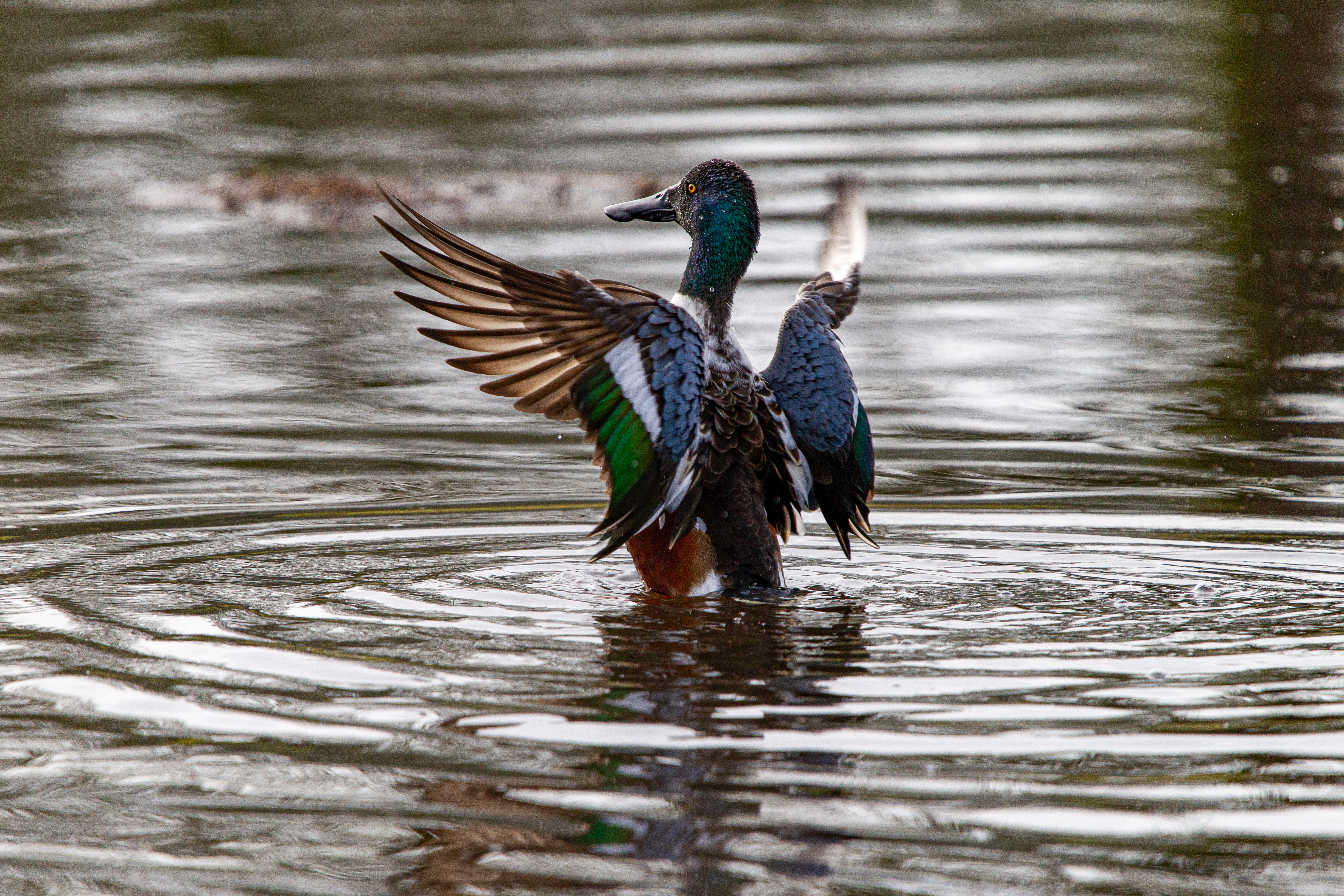northern shoveler (4)