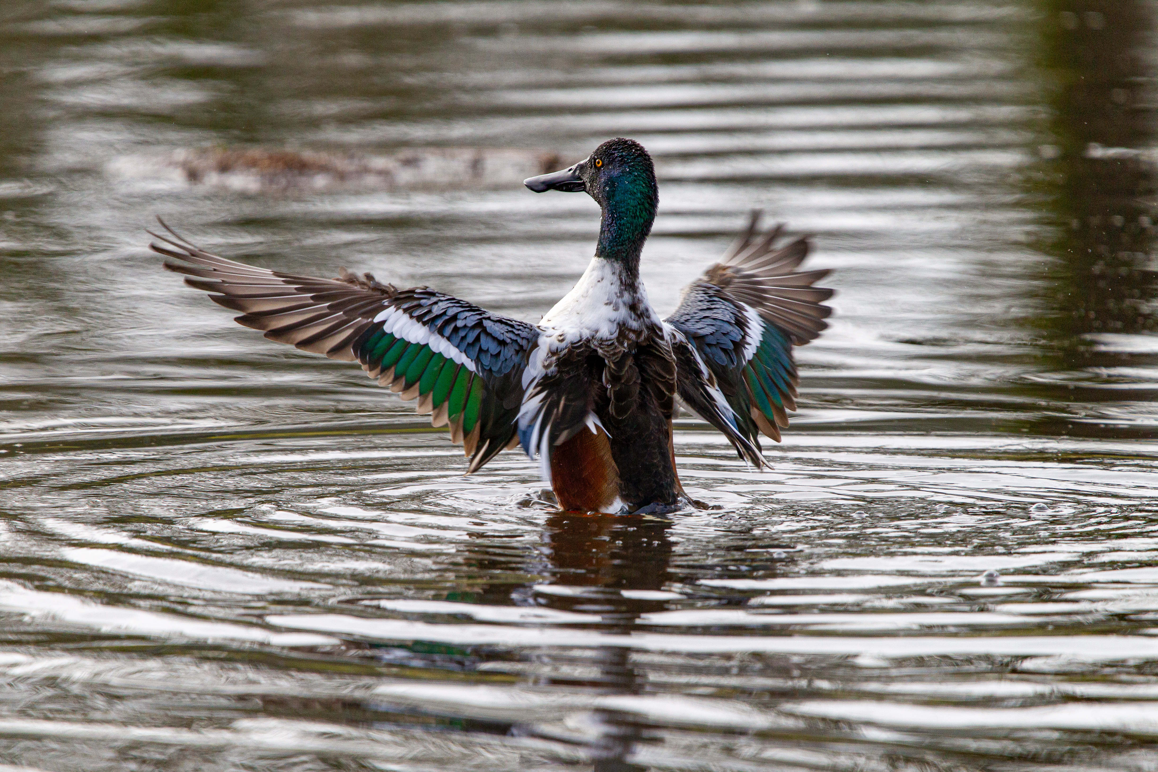 northern shoveler (5)