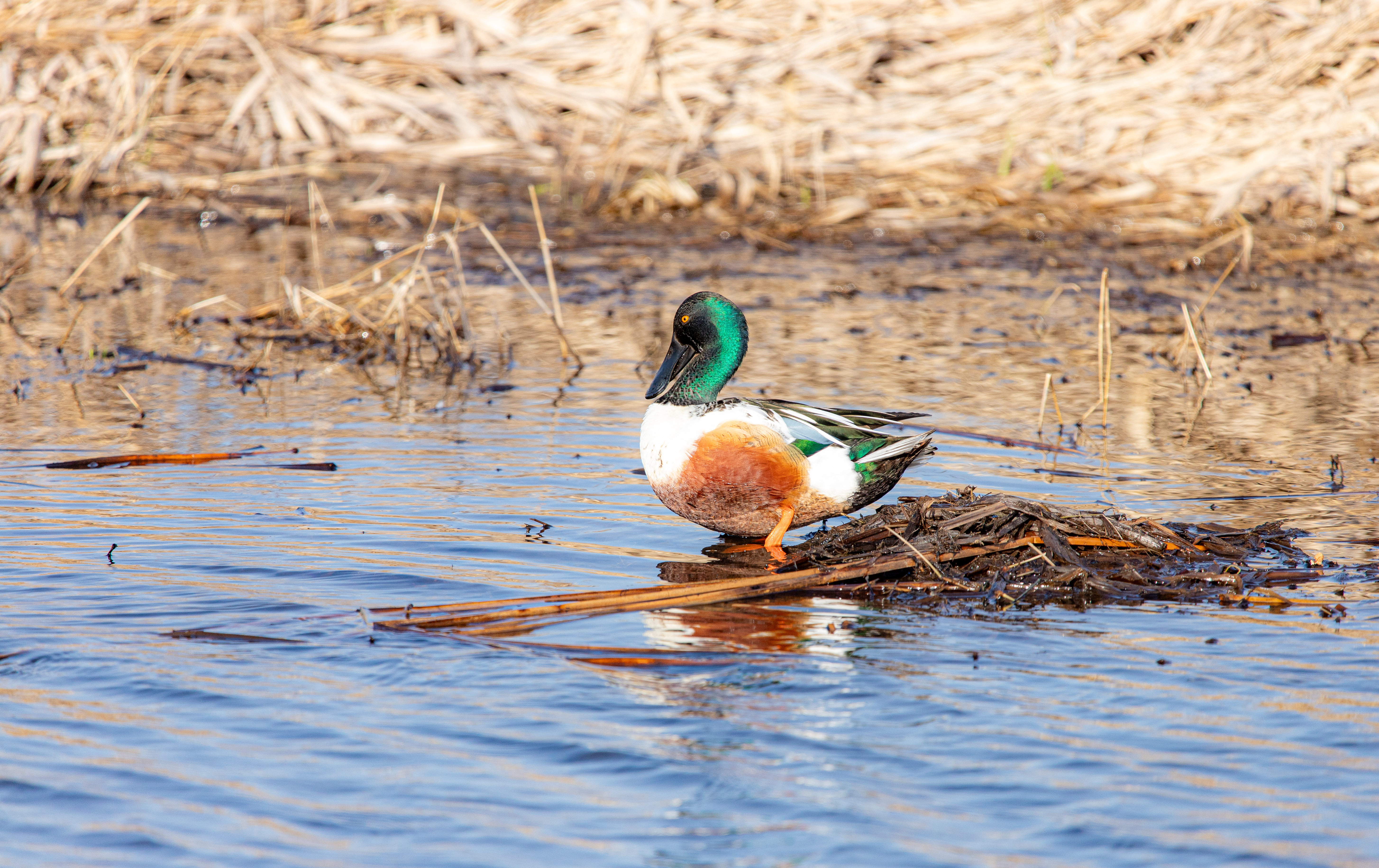 northern shoveler (21)