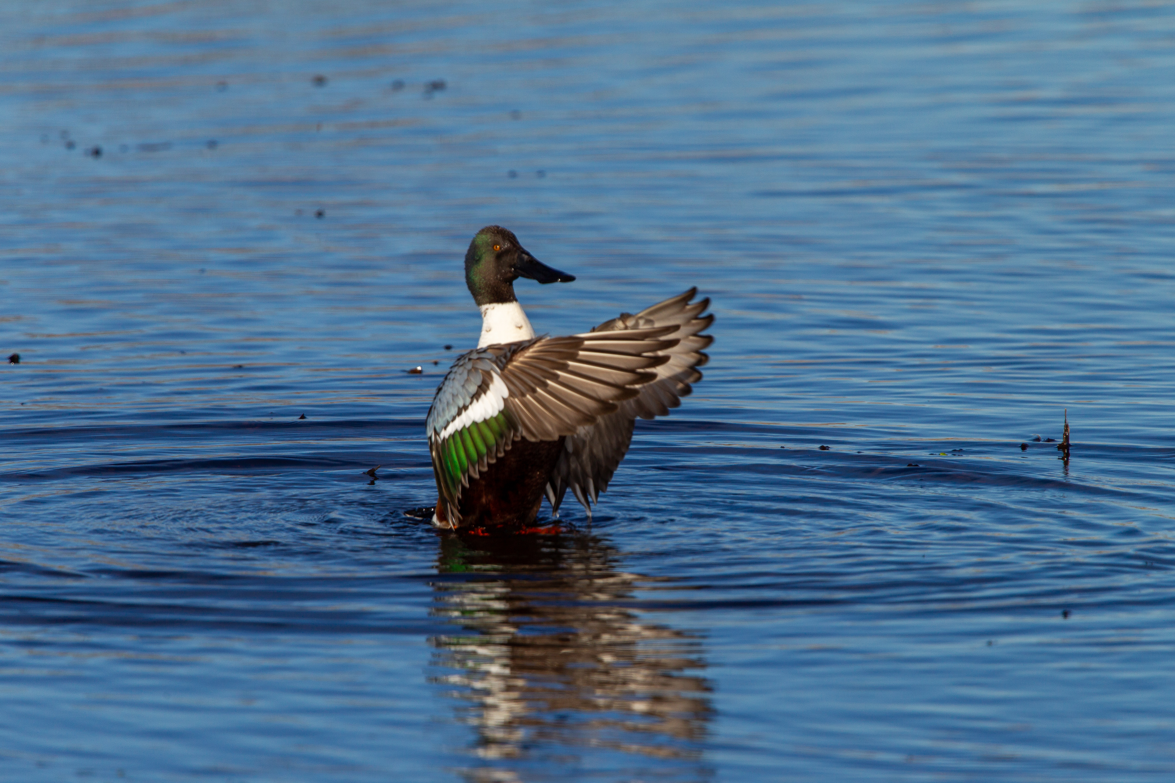 northern shoveler (9)