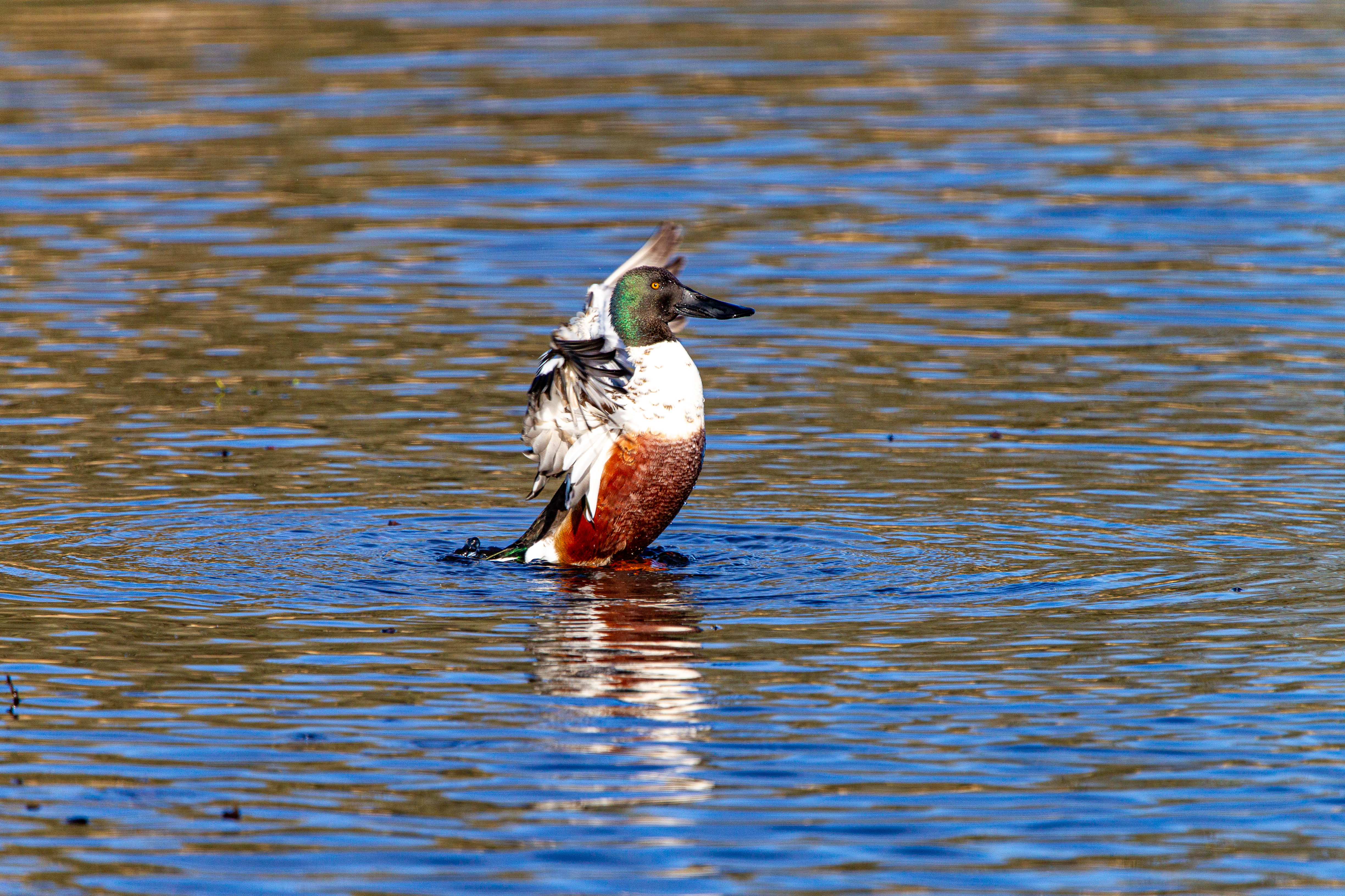 northern shoveler (13)