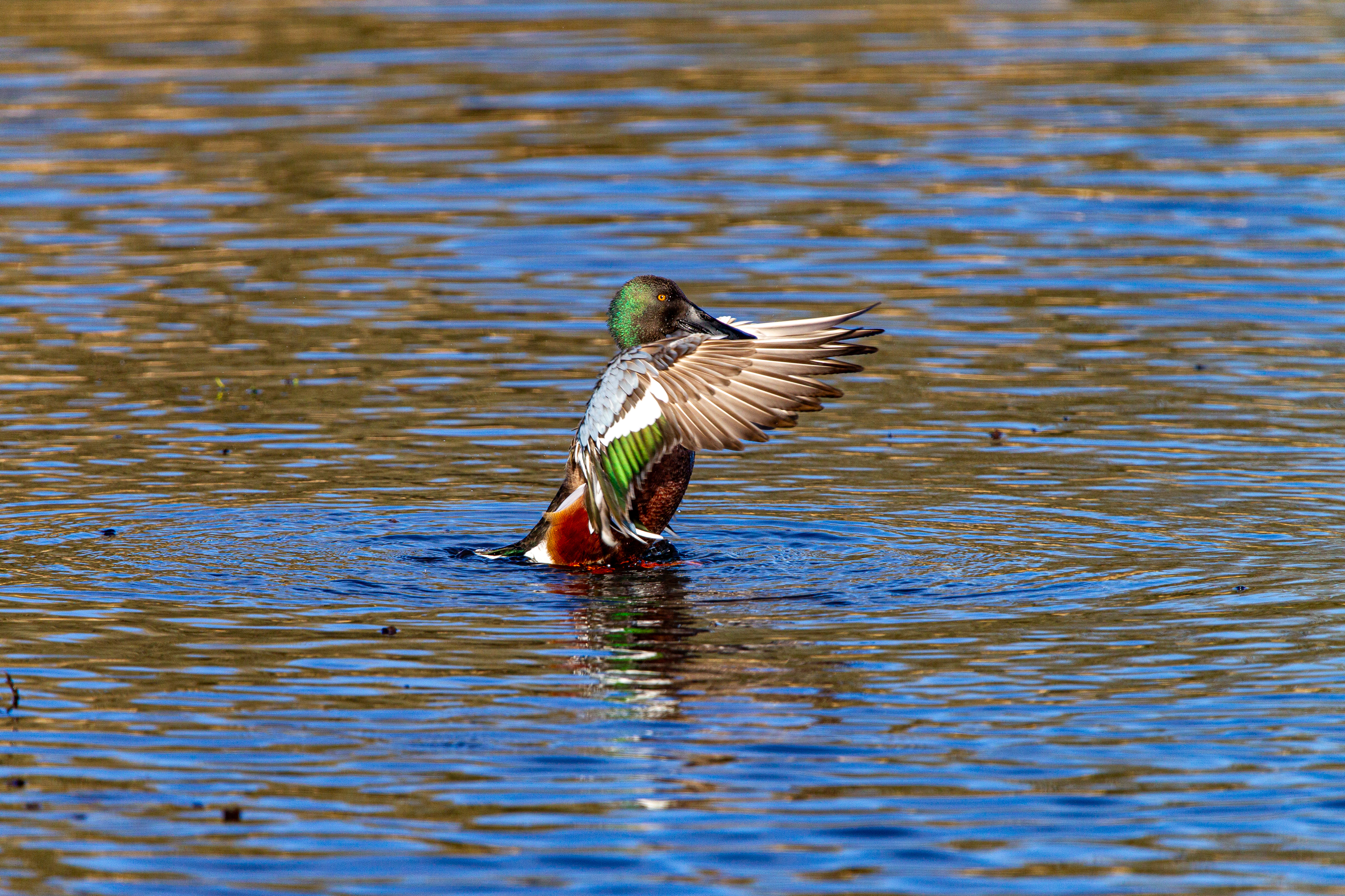 northern shoveler (14)