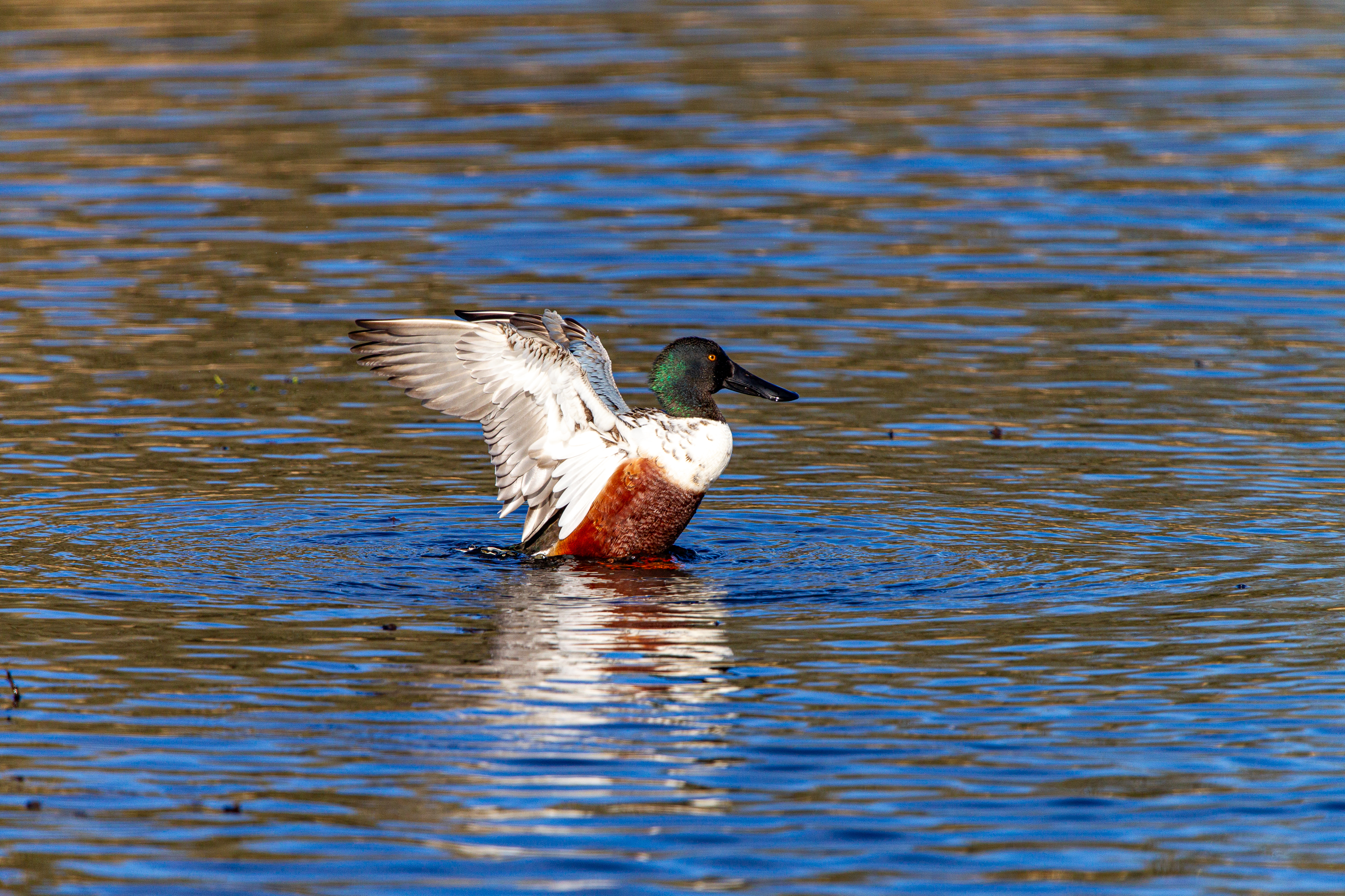 northern shoveler (15)
