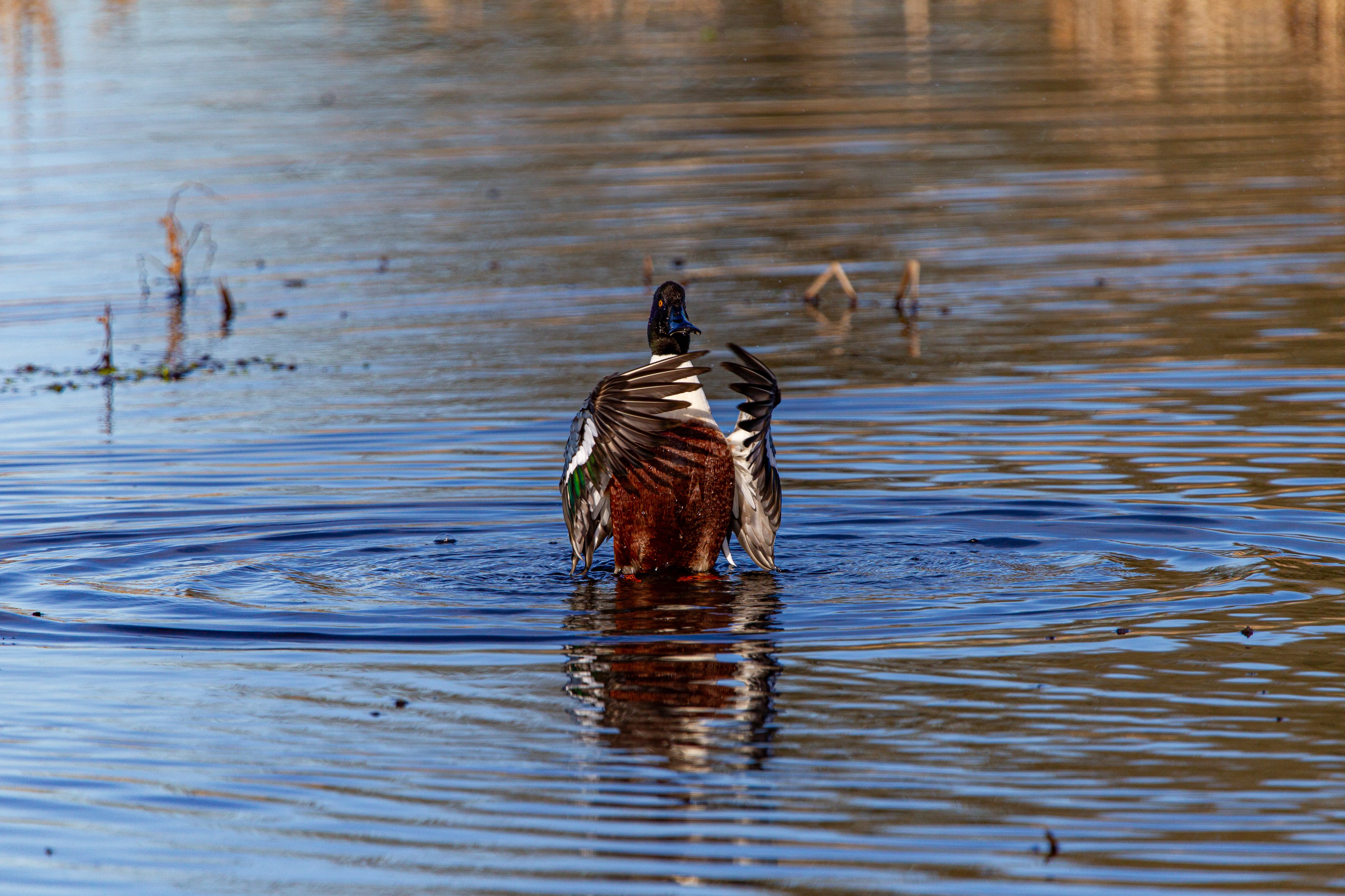 northern shoveler (16)
