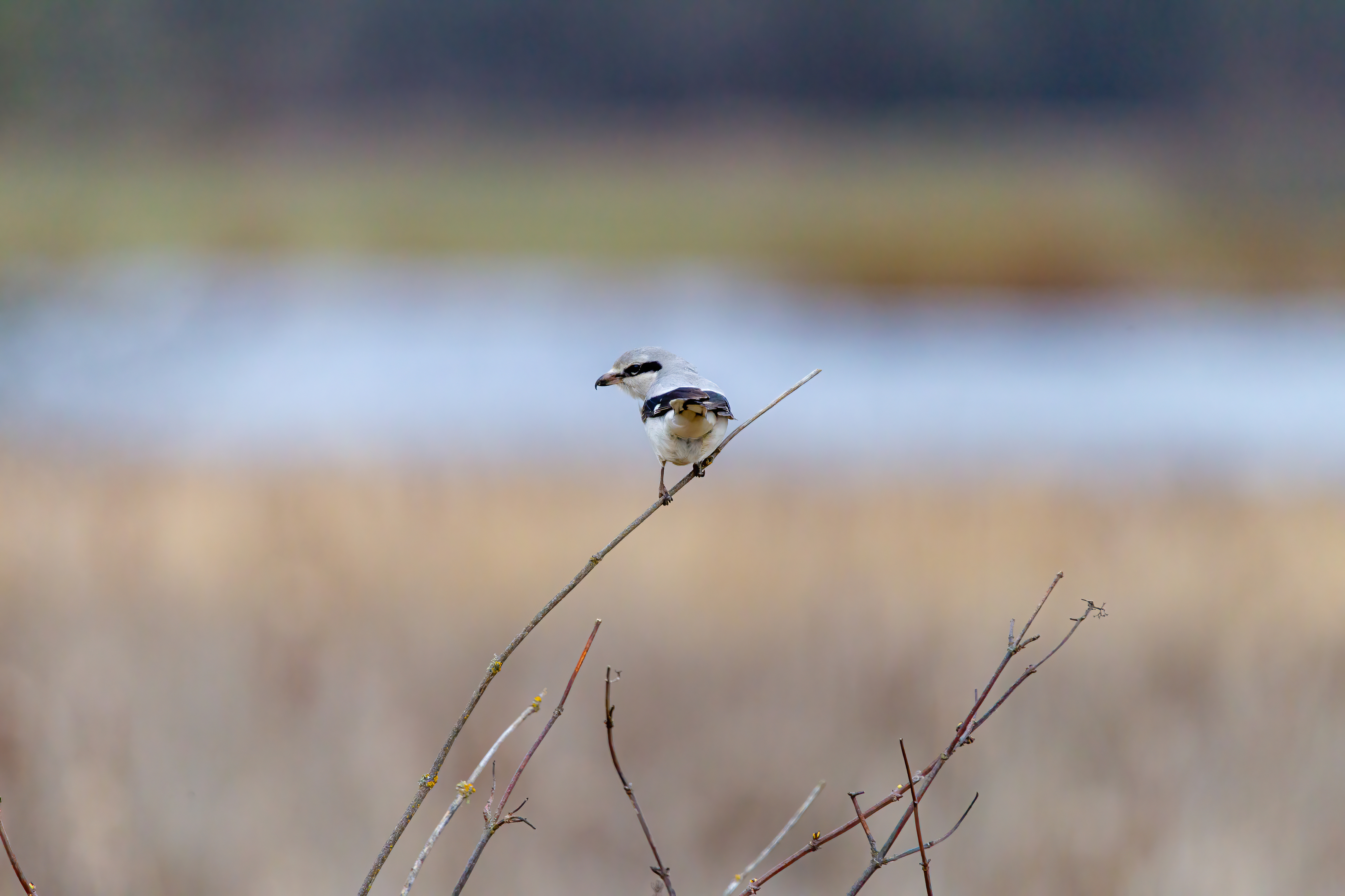 northern shrike (1)