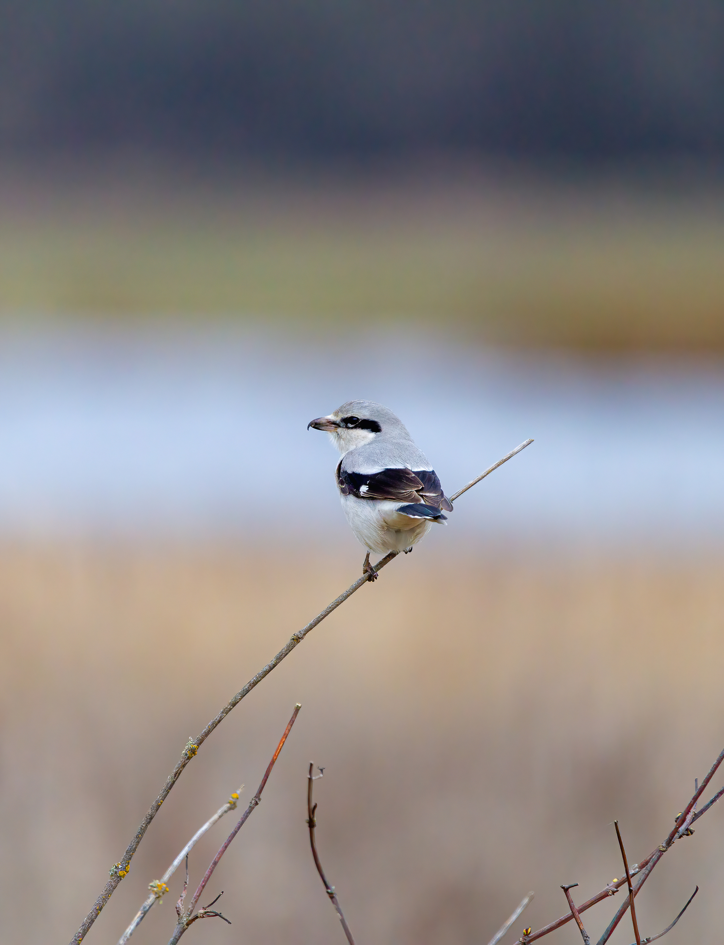northern shrike (3)