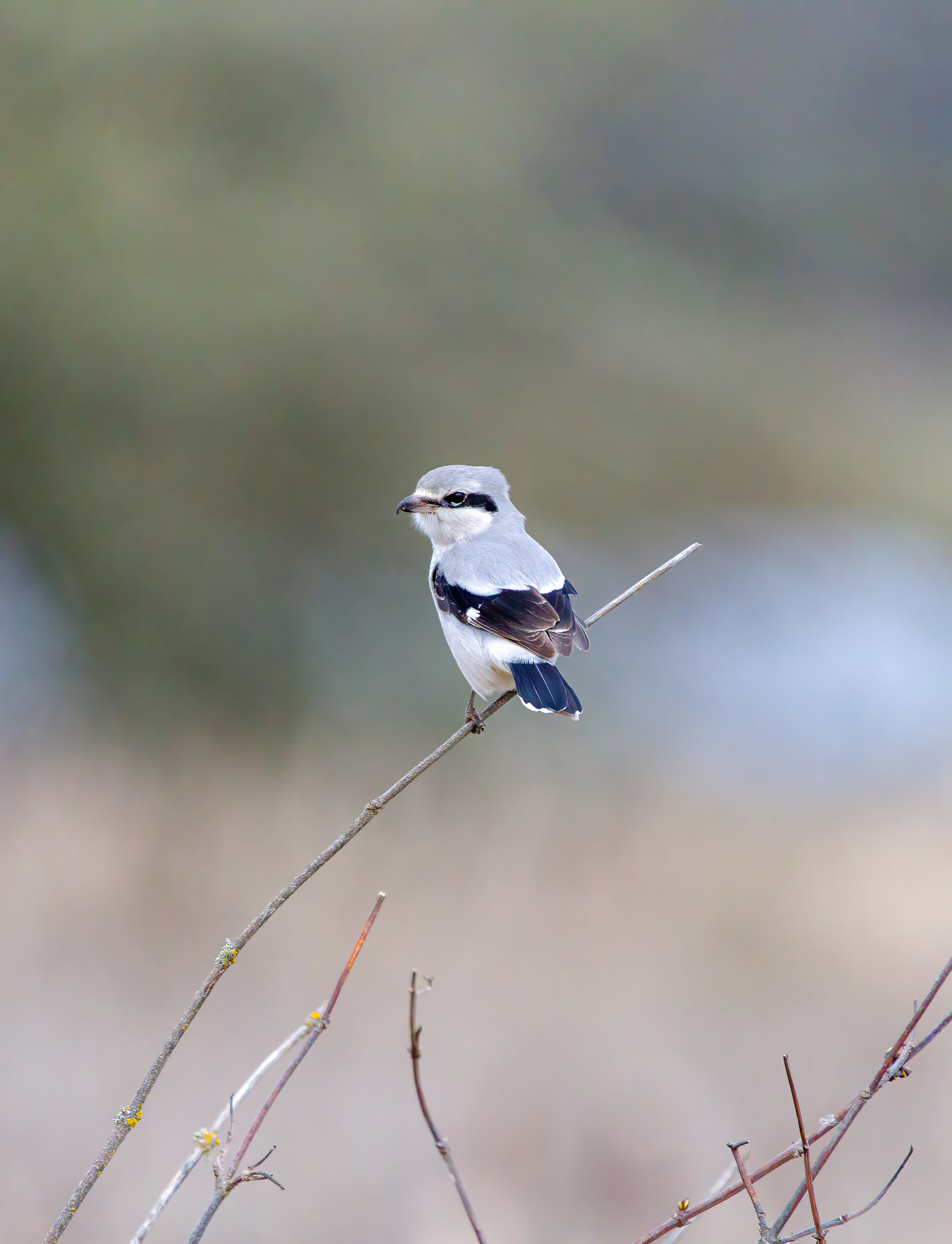 northern shrike (5)