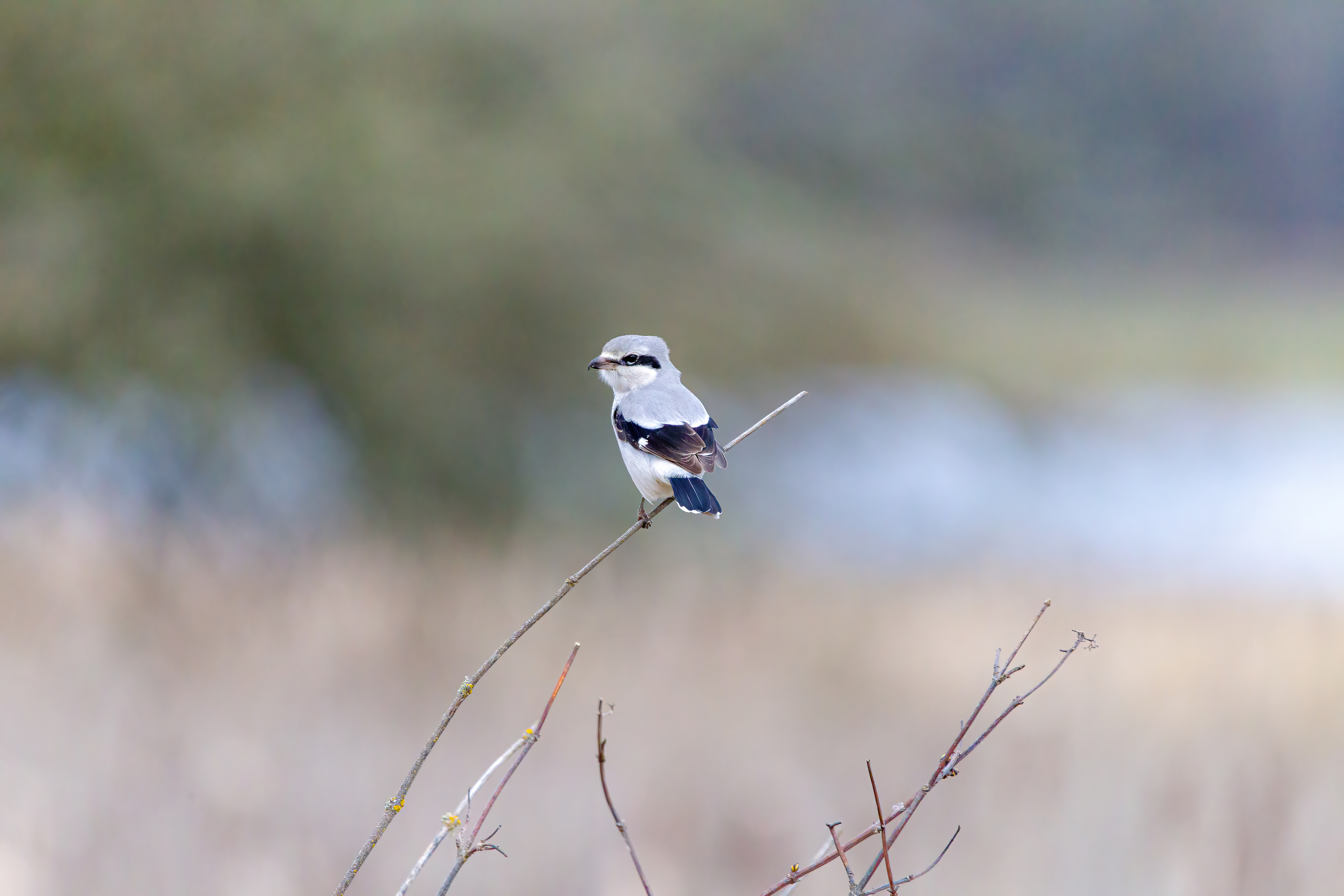 northern shrike (4)
