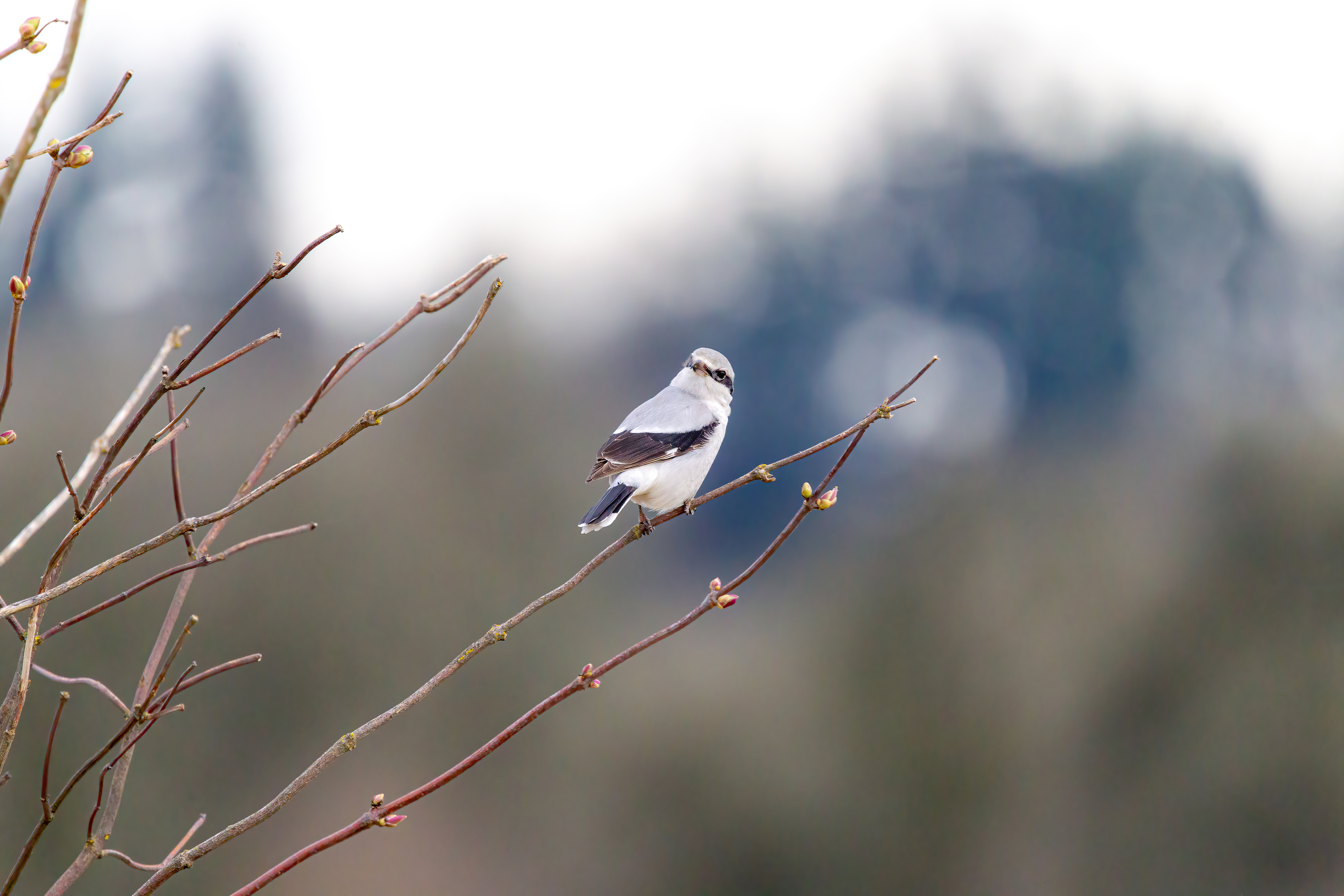 northern shrike (8)