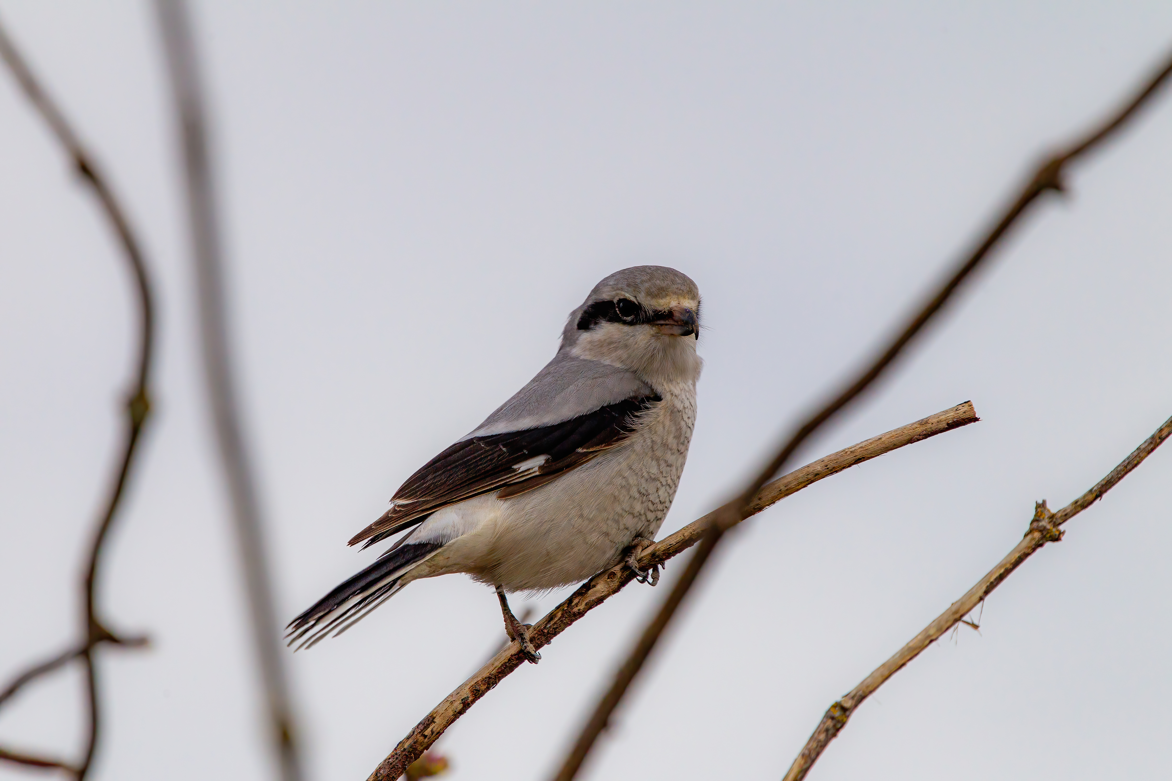 northern shrike (13)