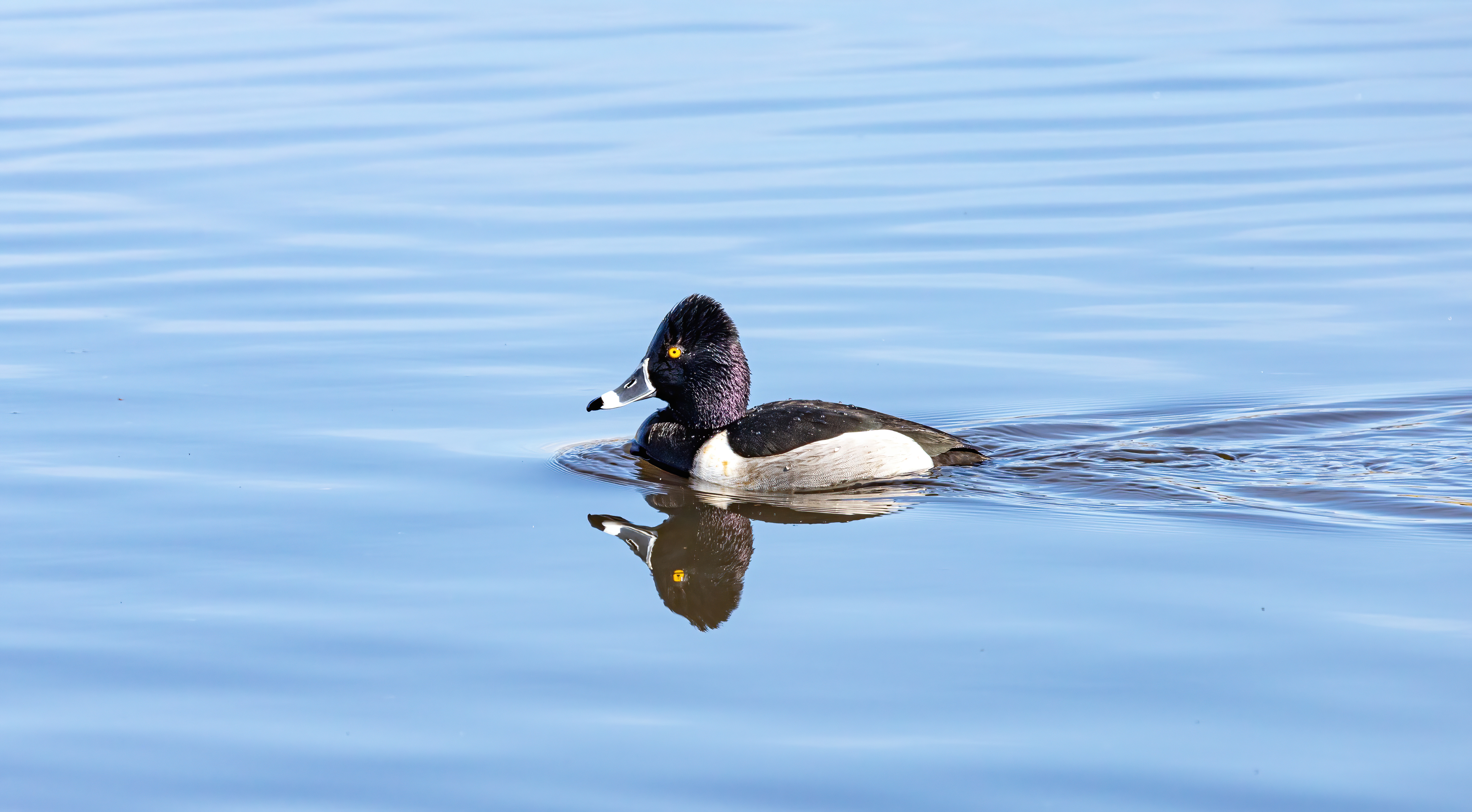 ringed-neck duck (2)