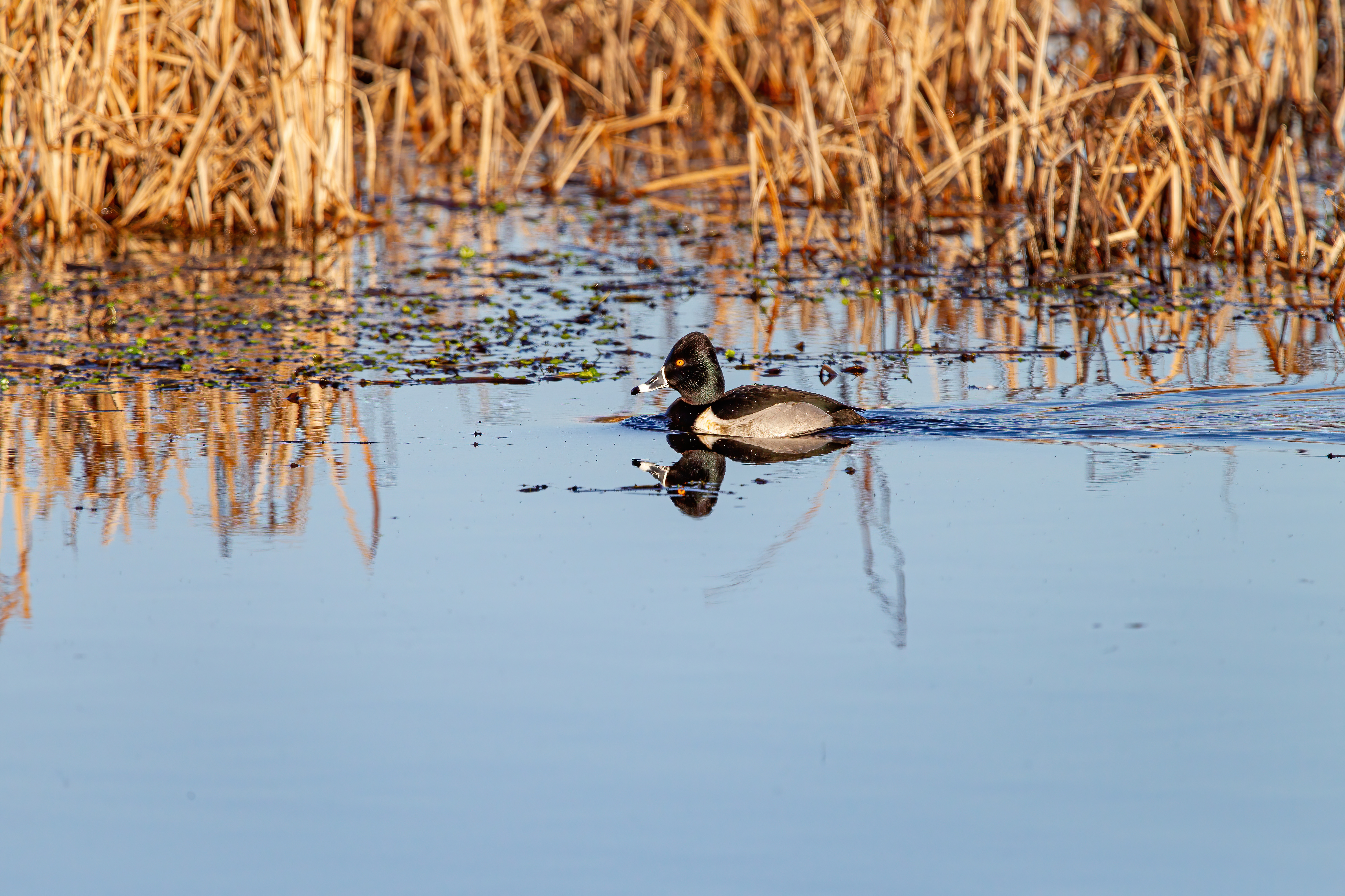 ringed-neck duck (3)