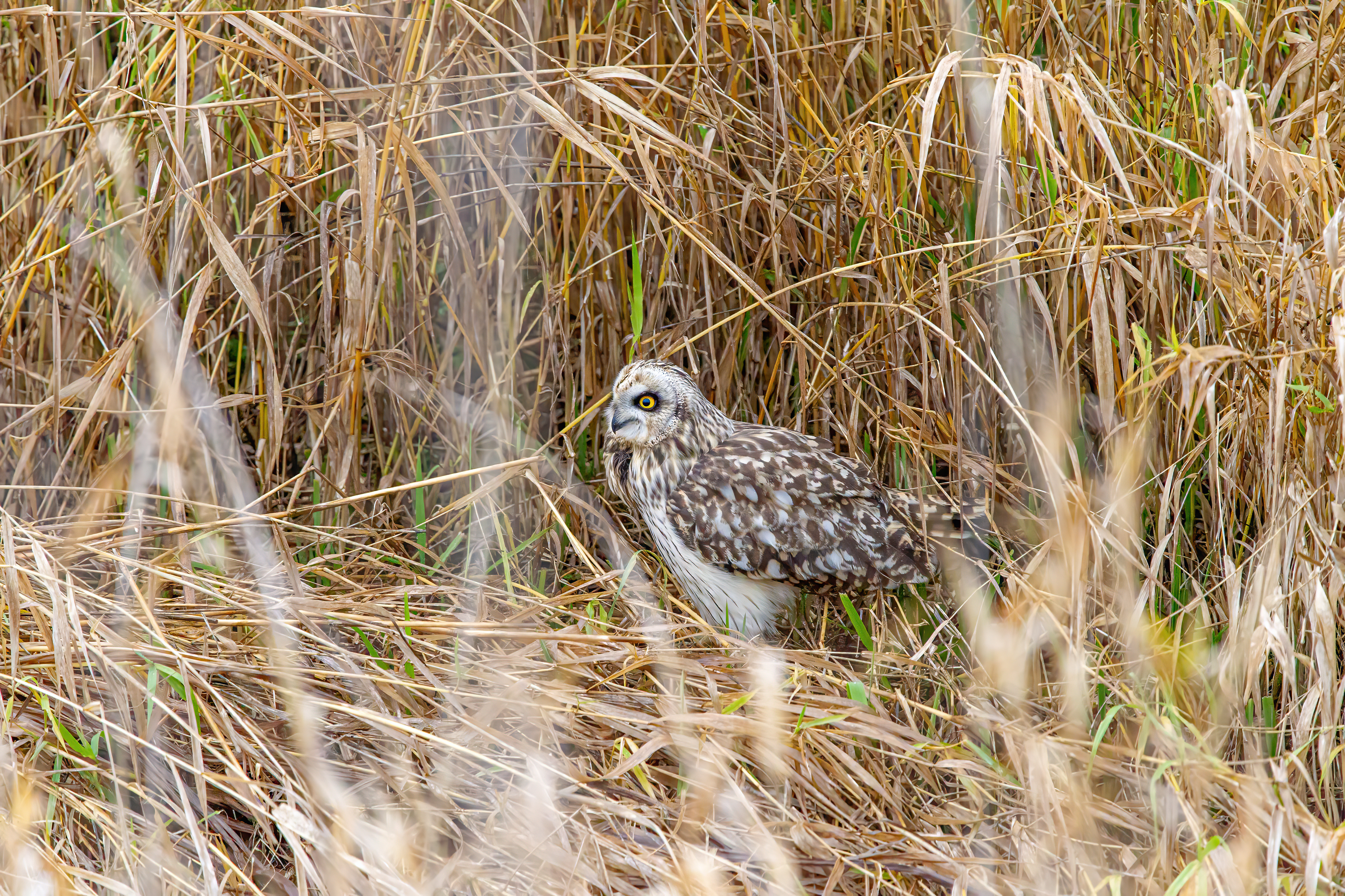 short-earred owl (11)