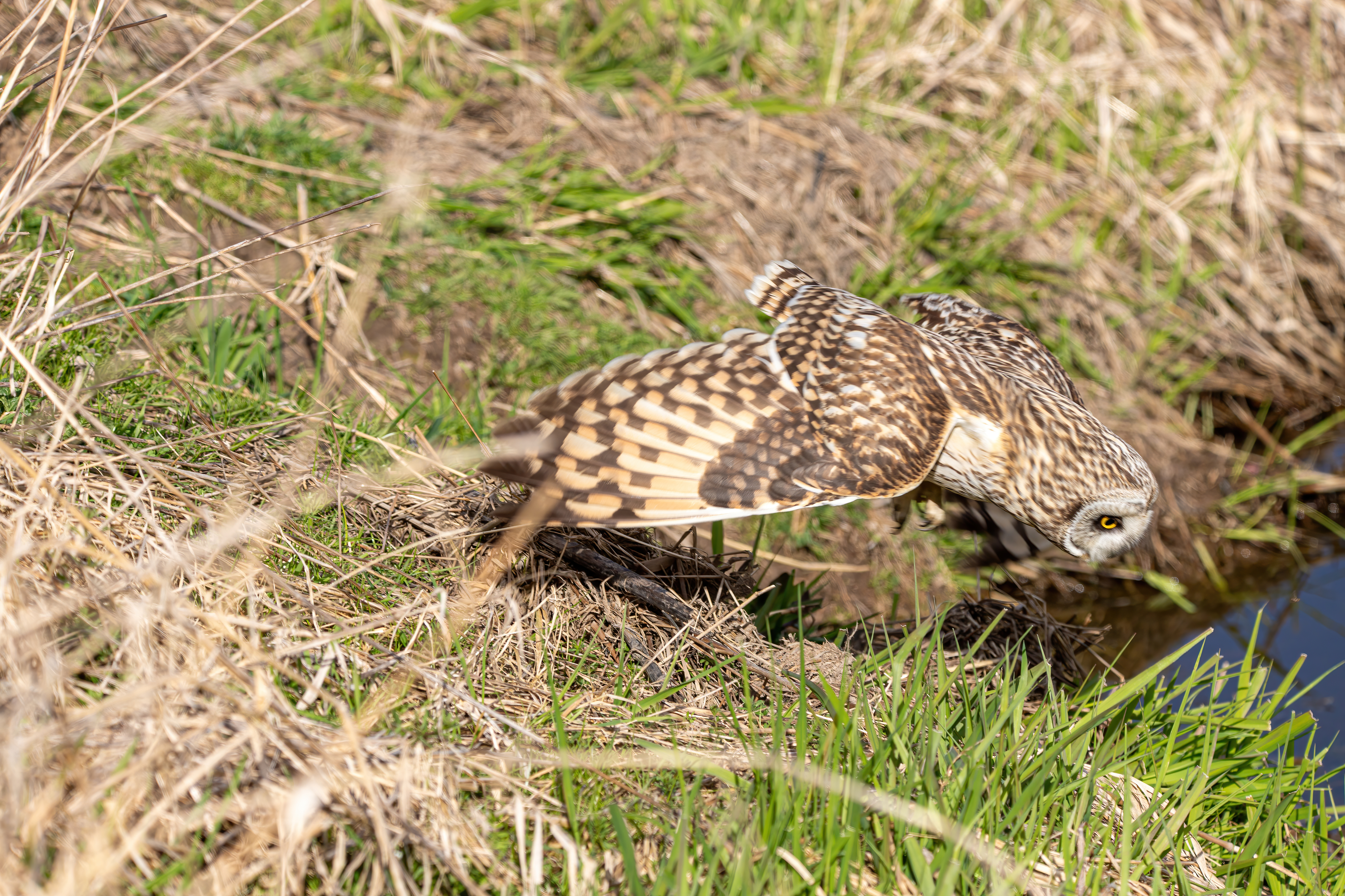 short-earred owl (14)