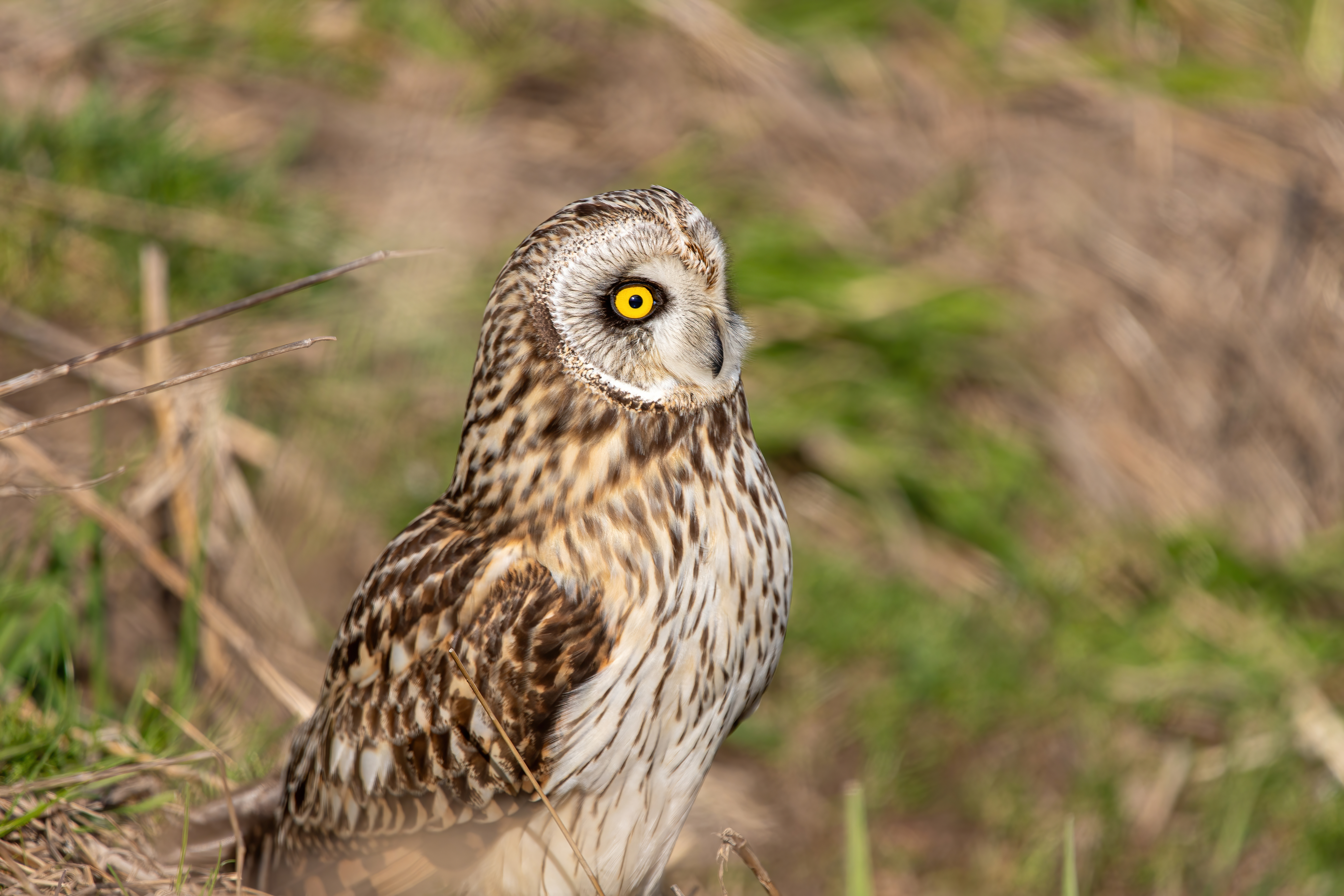 short-earred owl (18)