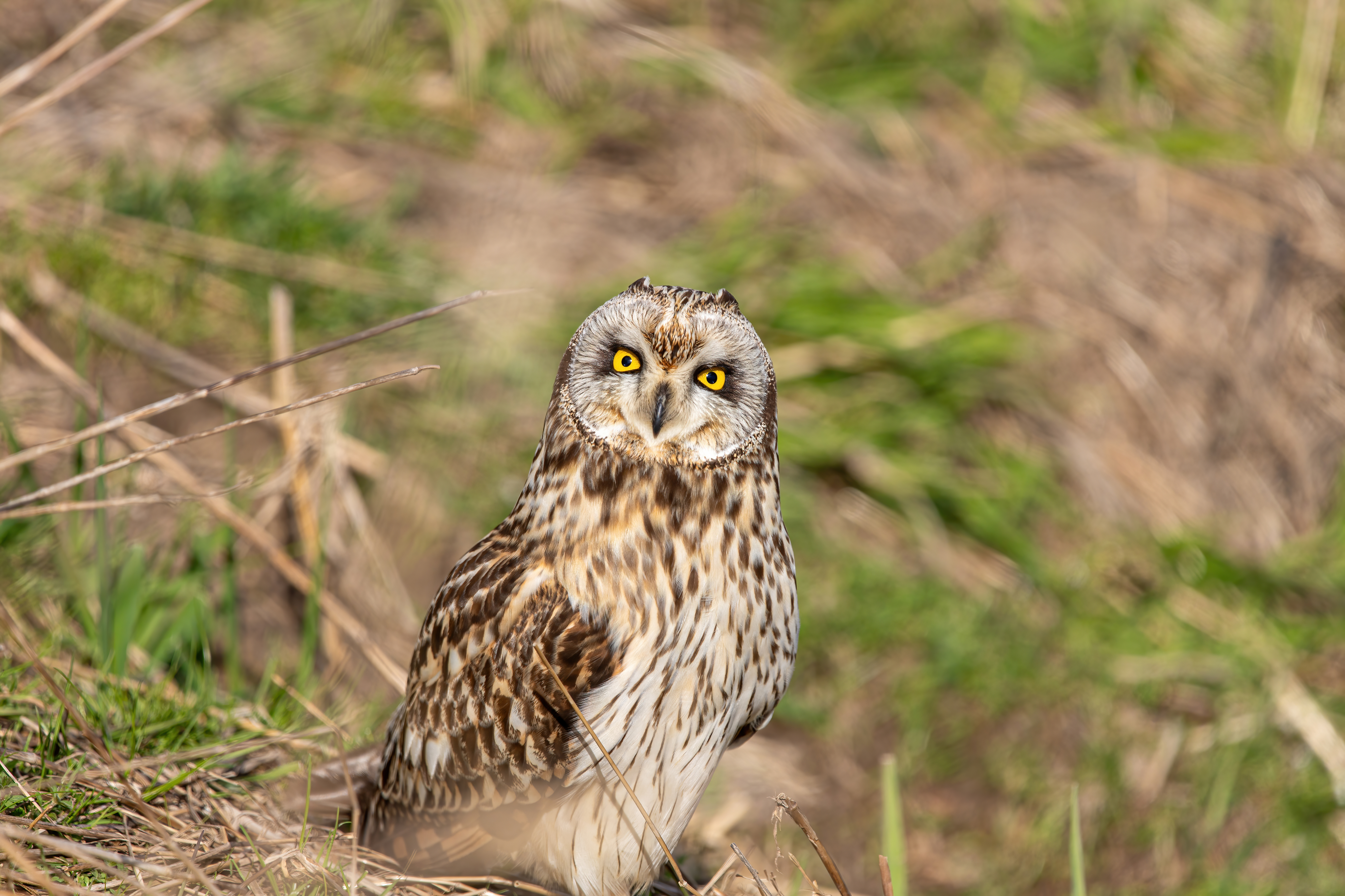 short-earred owl (19)