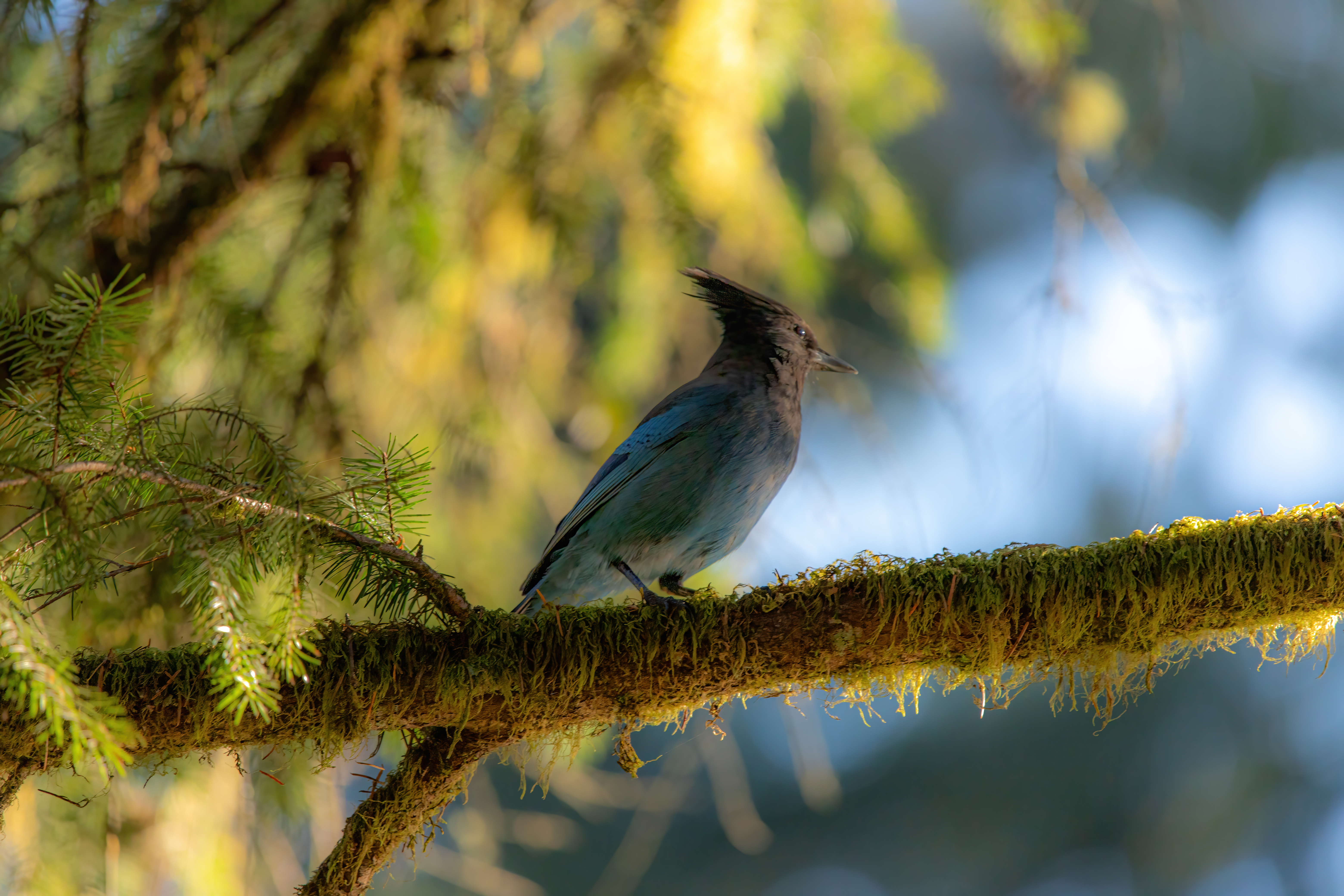 stellars jay (3)