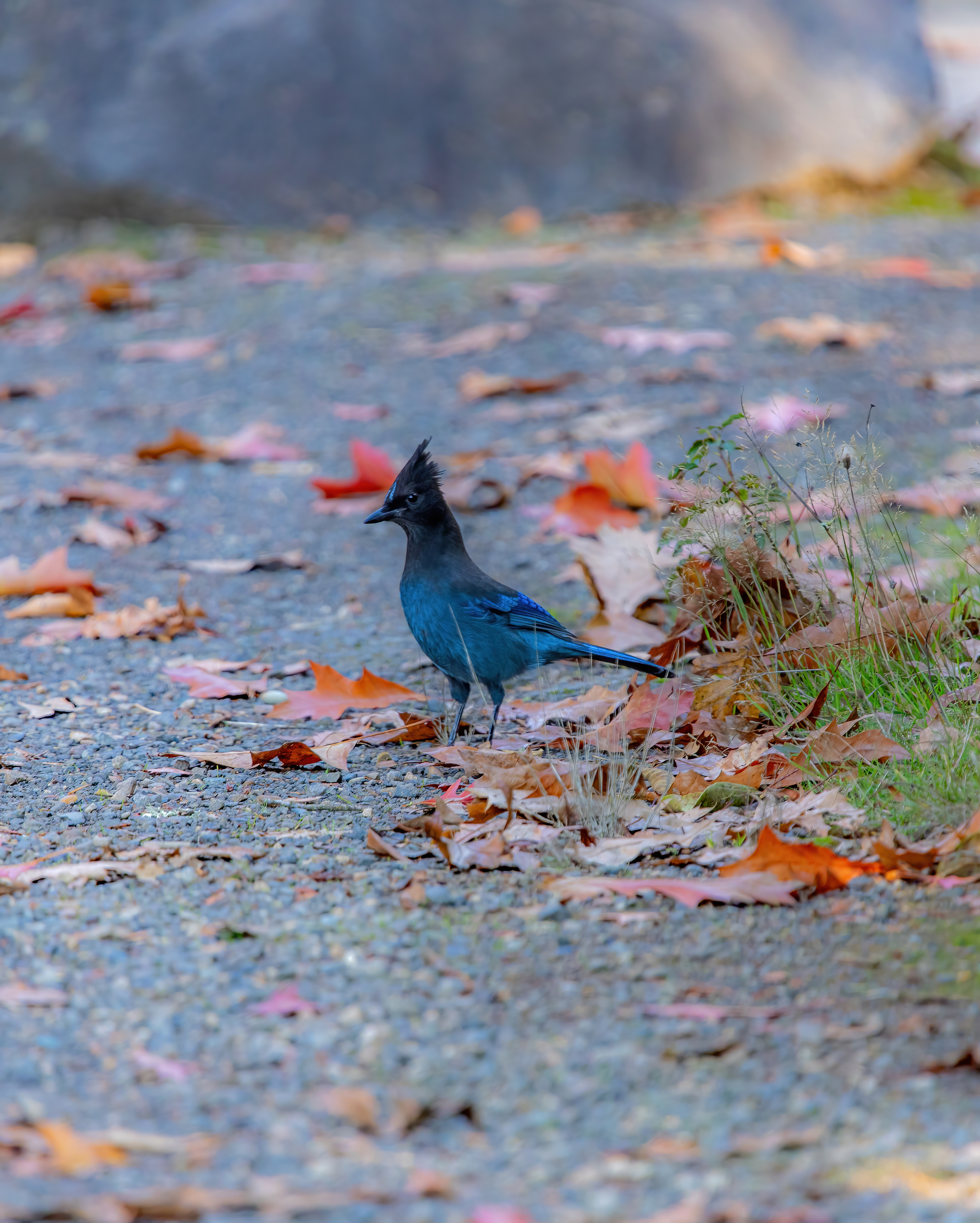 stellars jay (7)