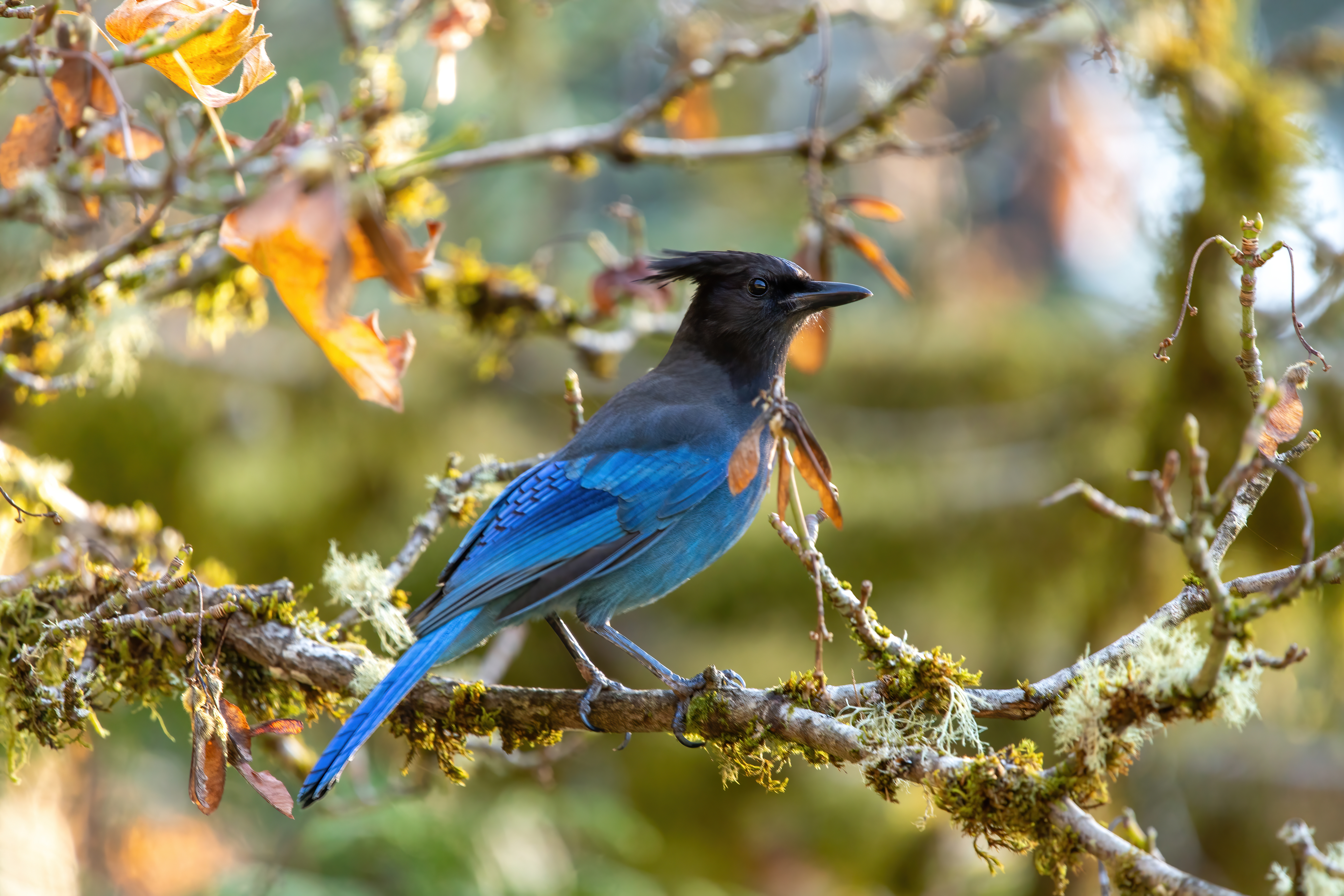 stellars jay (11)