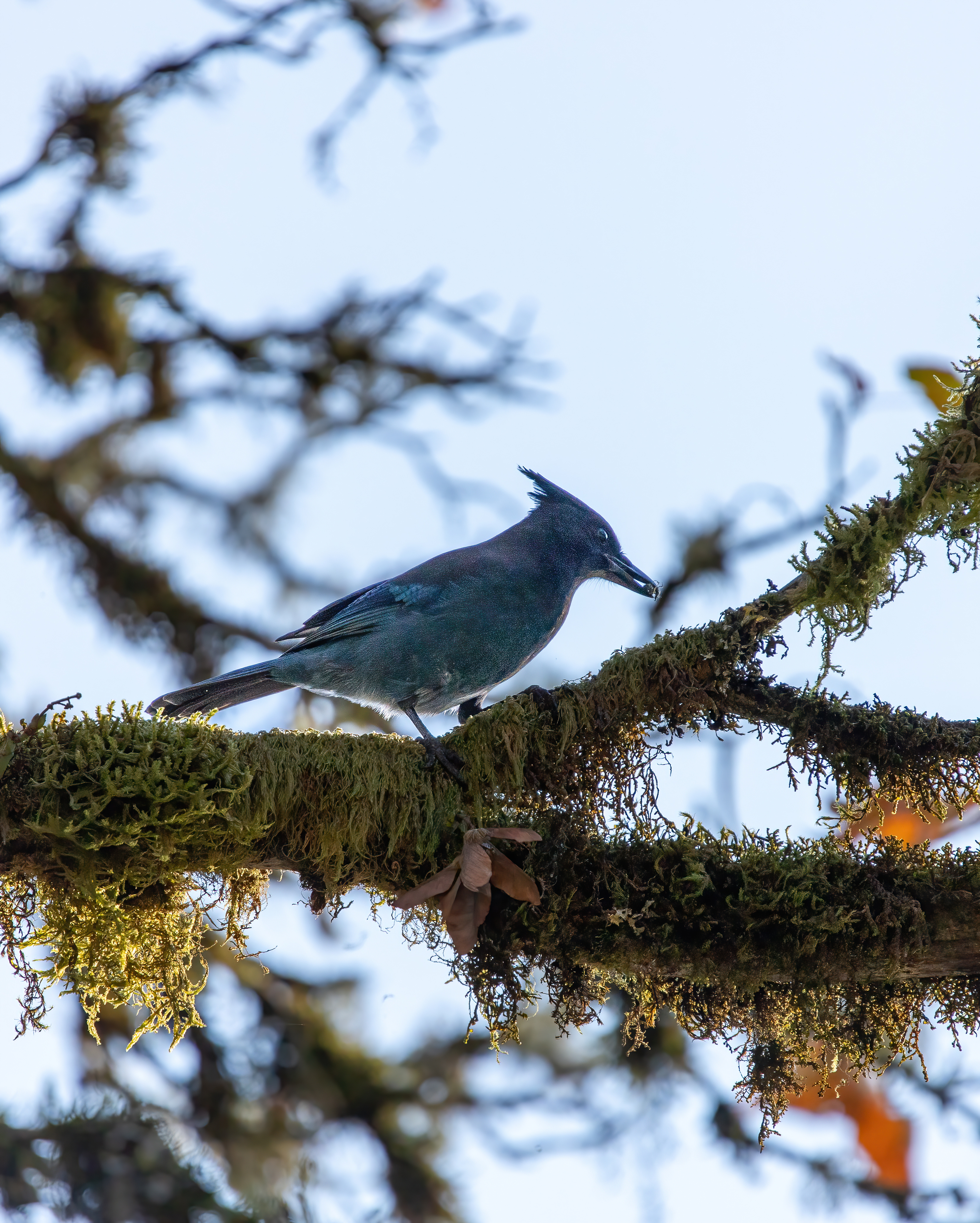 stellars jay (14)