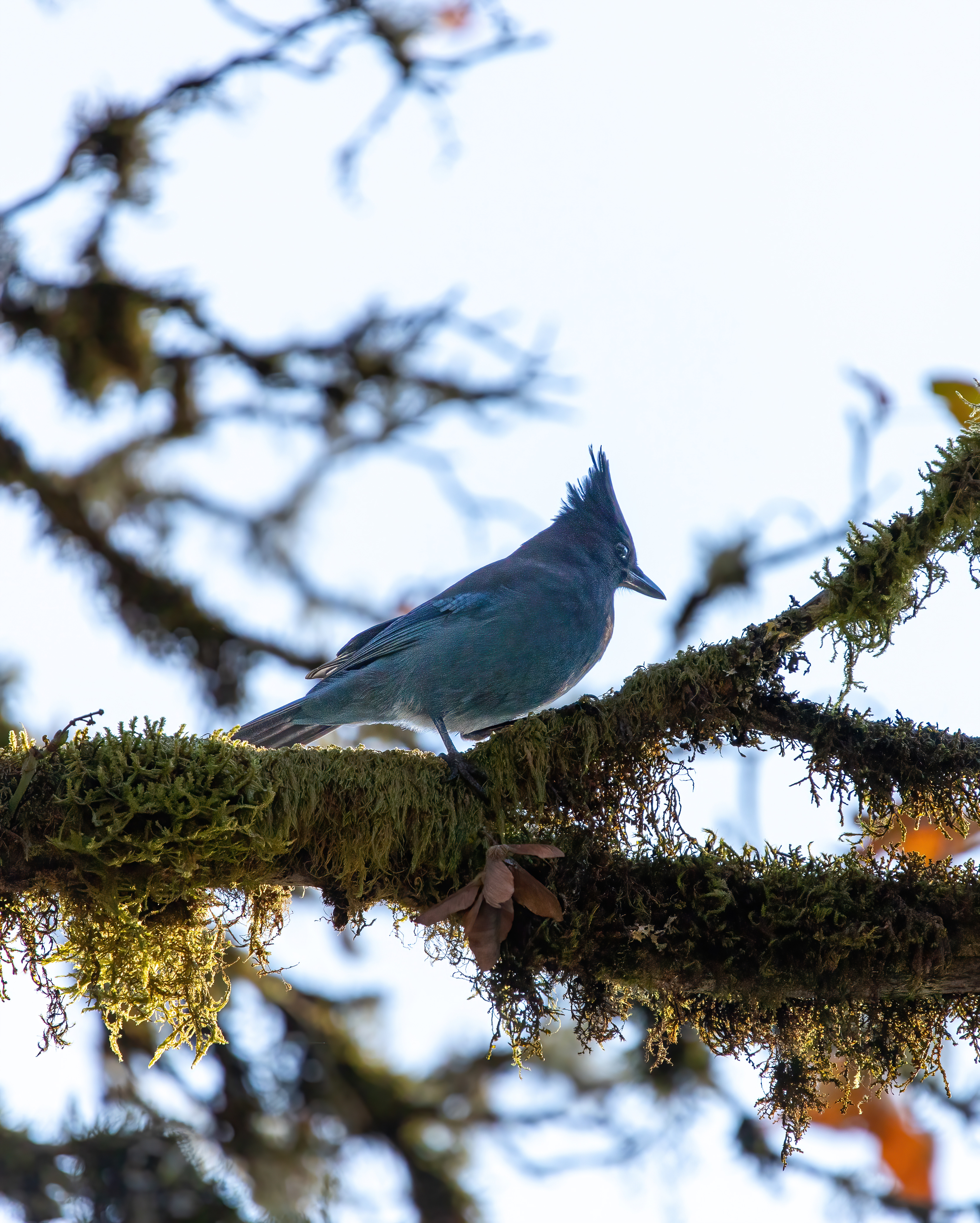 stellars jay (16)