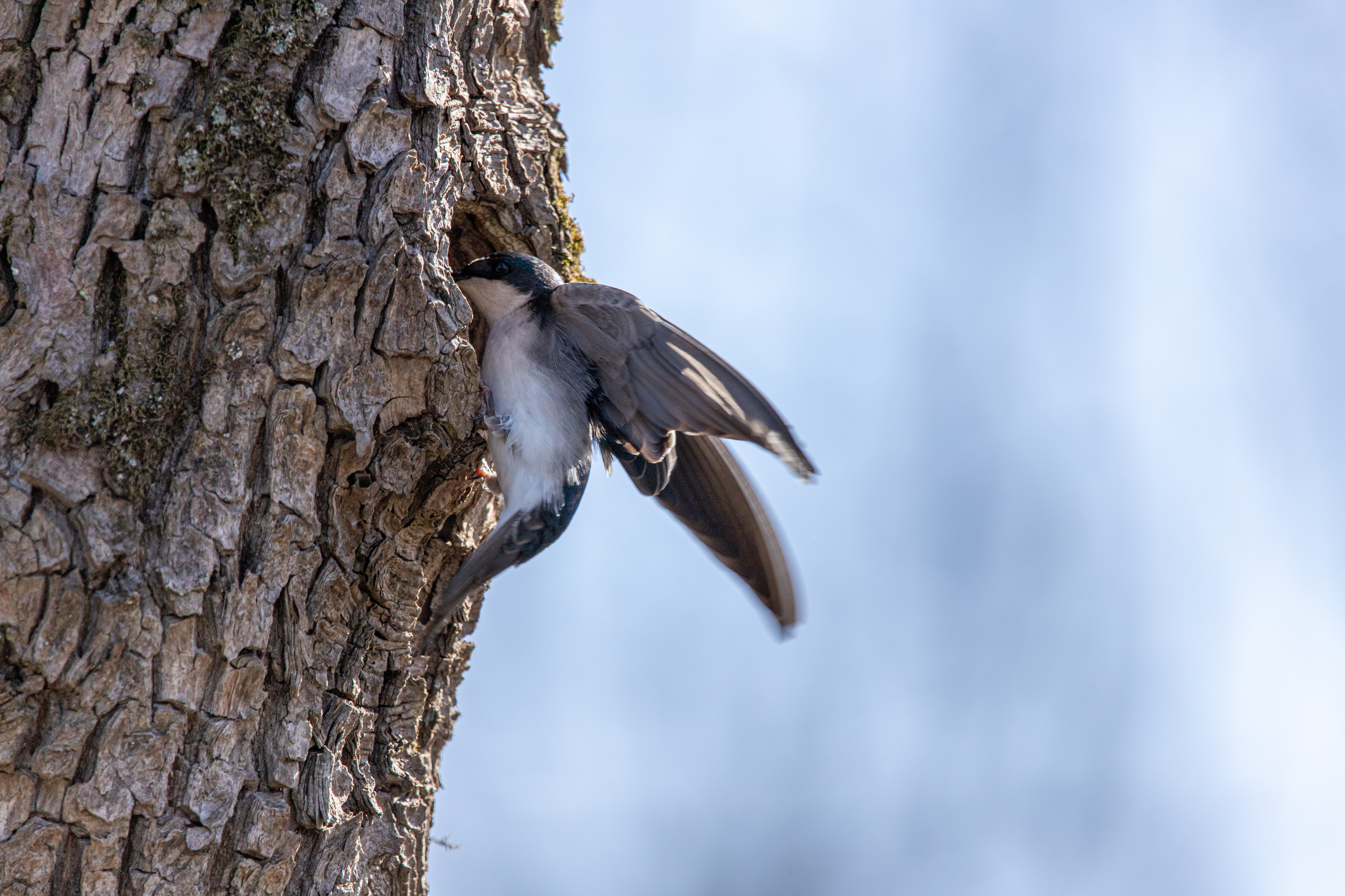 tree swallow (7)