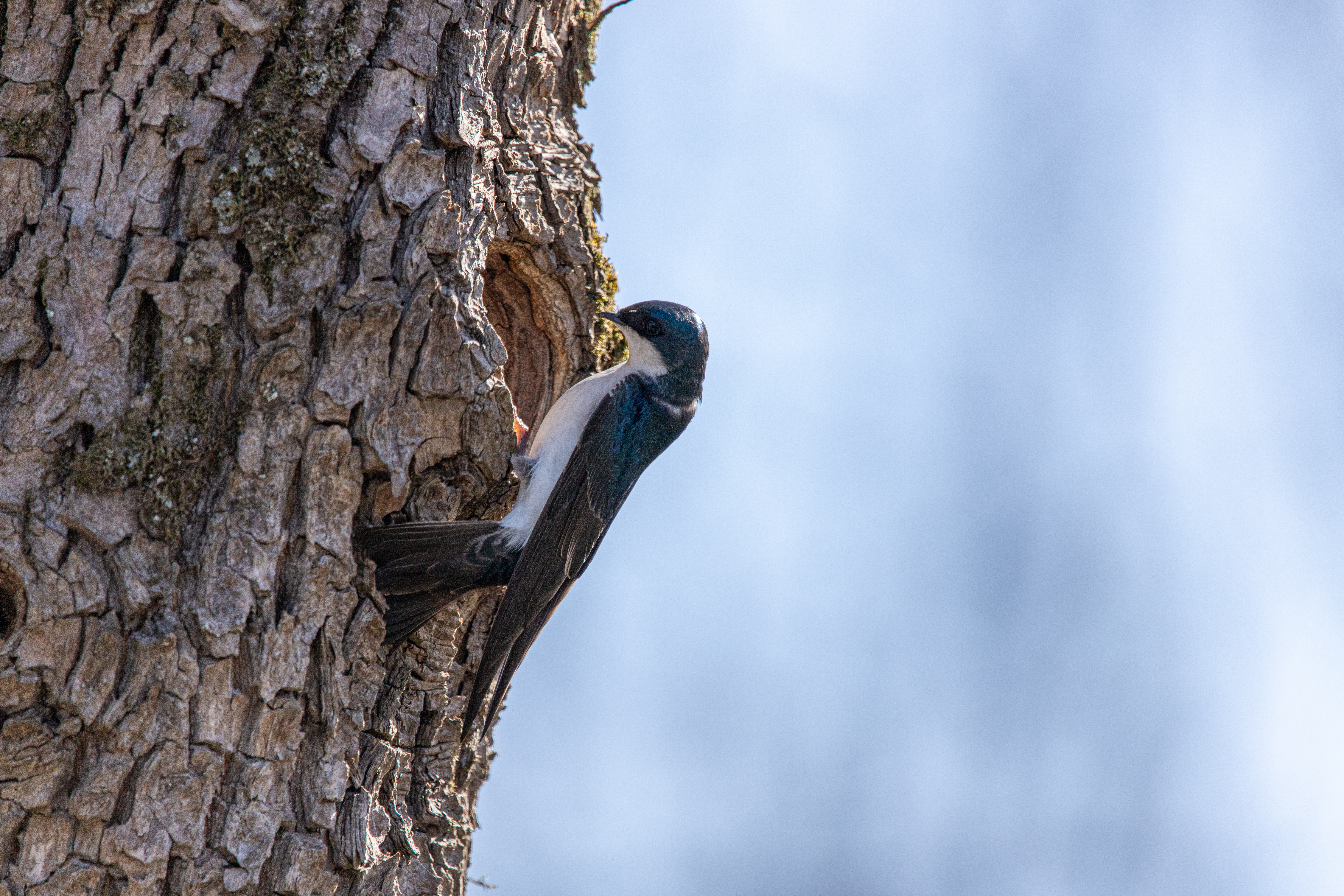 tree swallow (8)