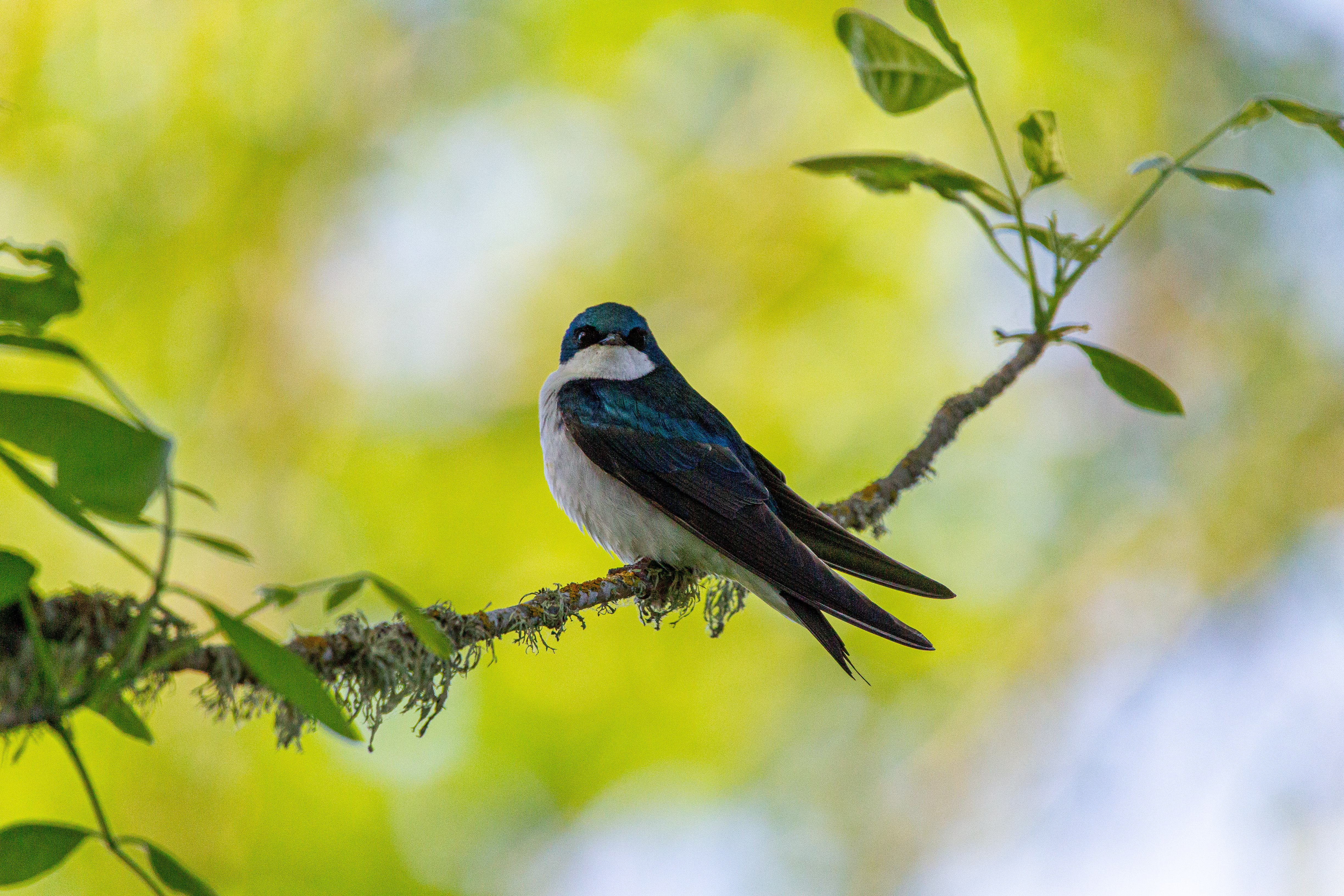 tree swallow (15)