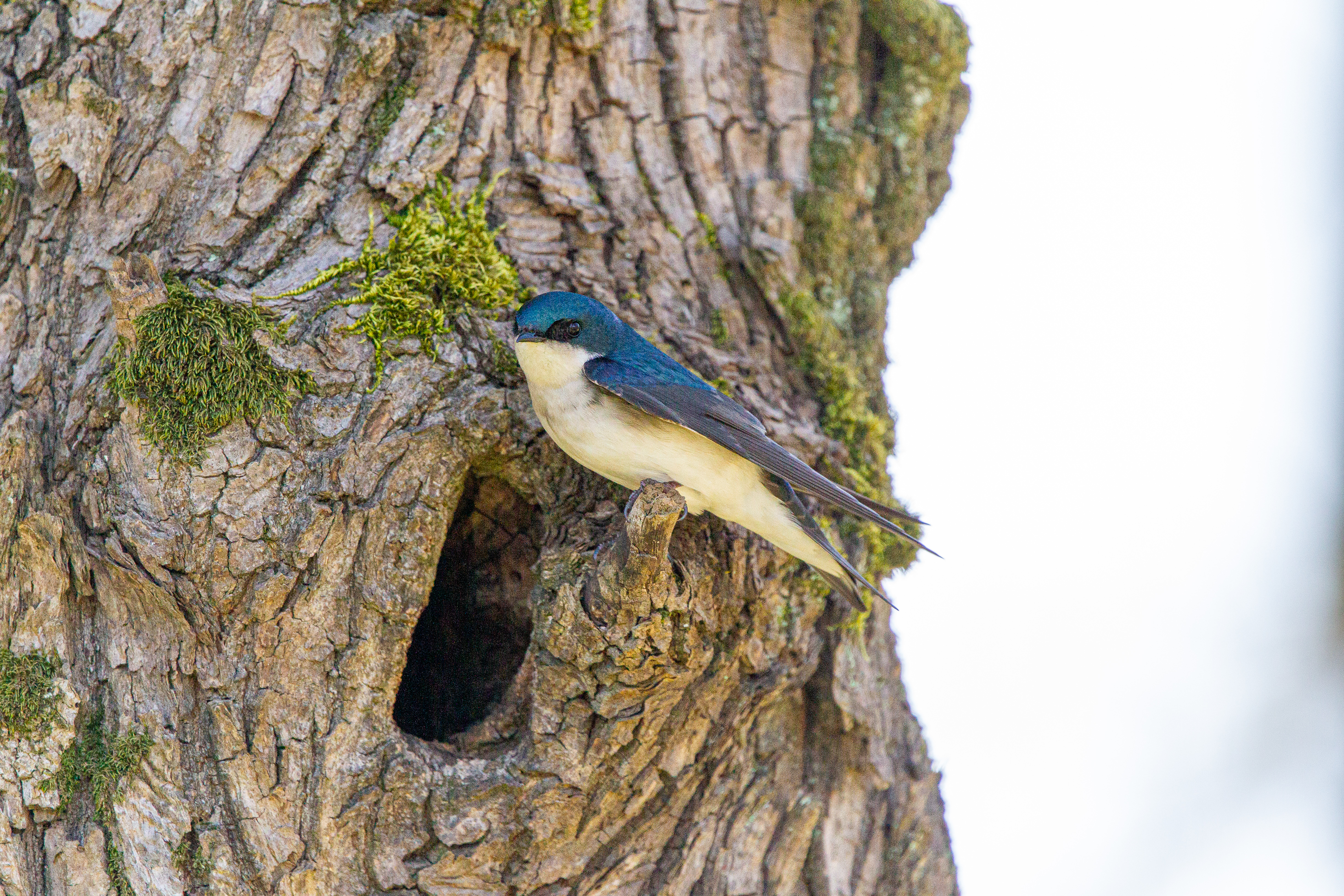 tree swallow (17)