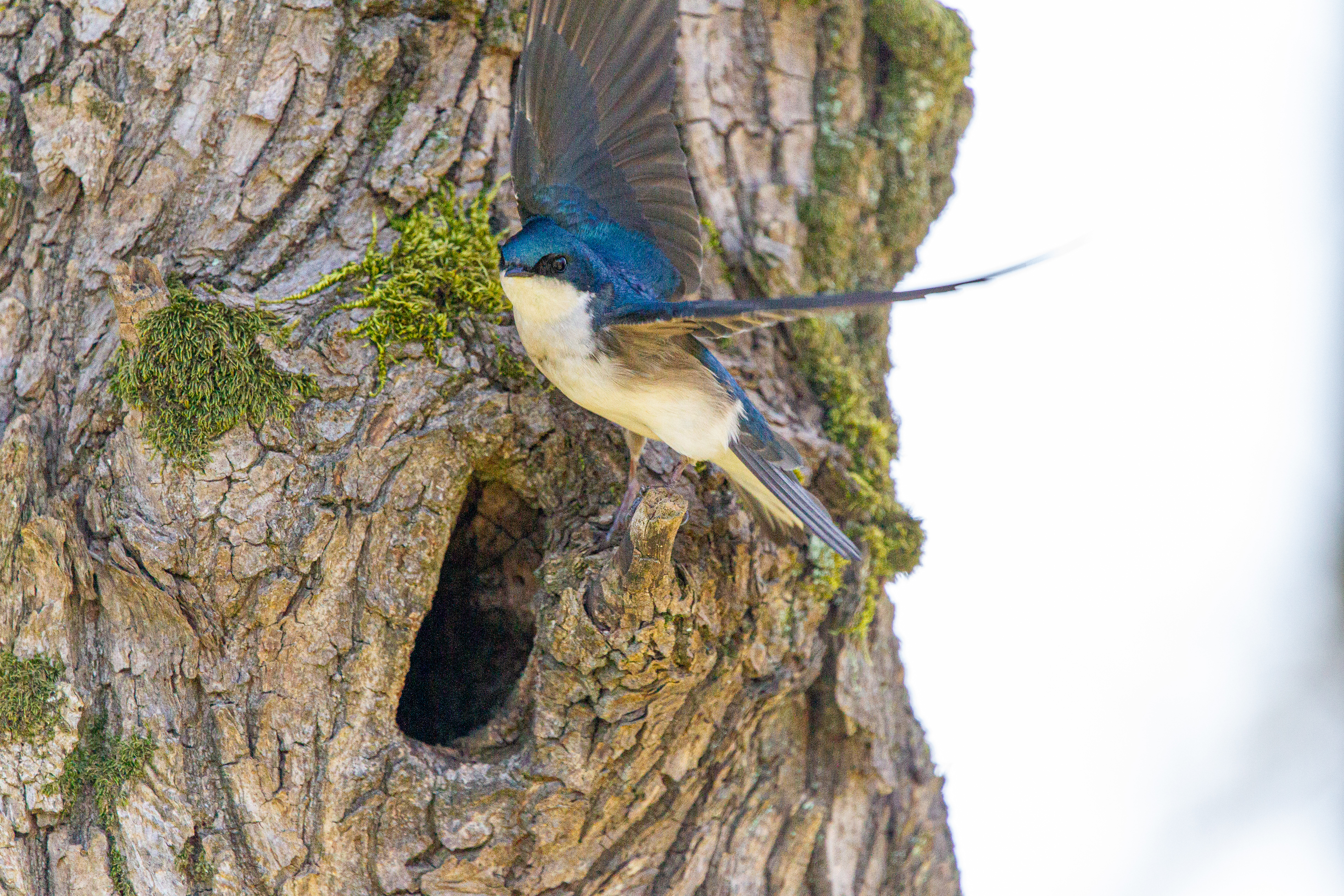 tree swallow (18)
