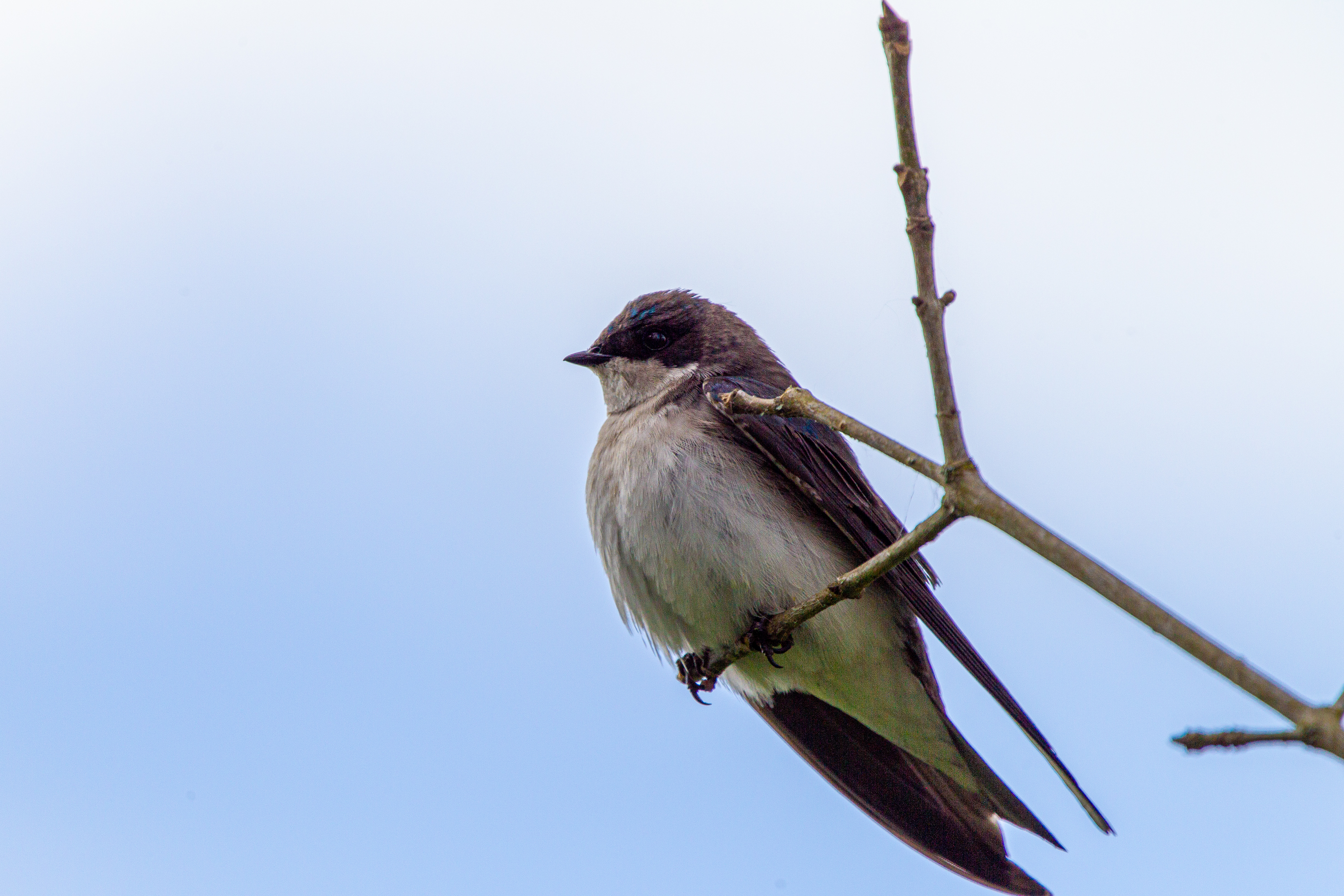 tree swallow (20)