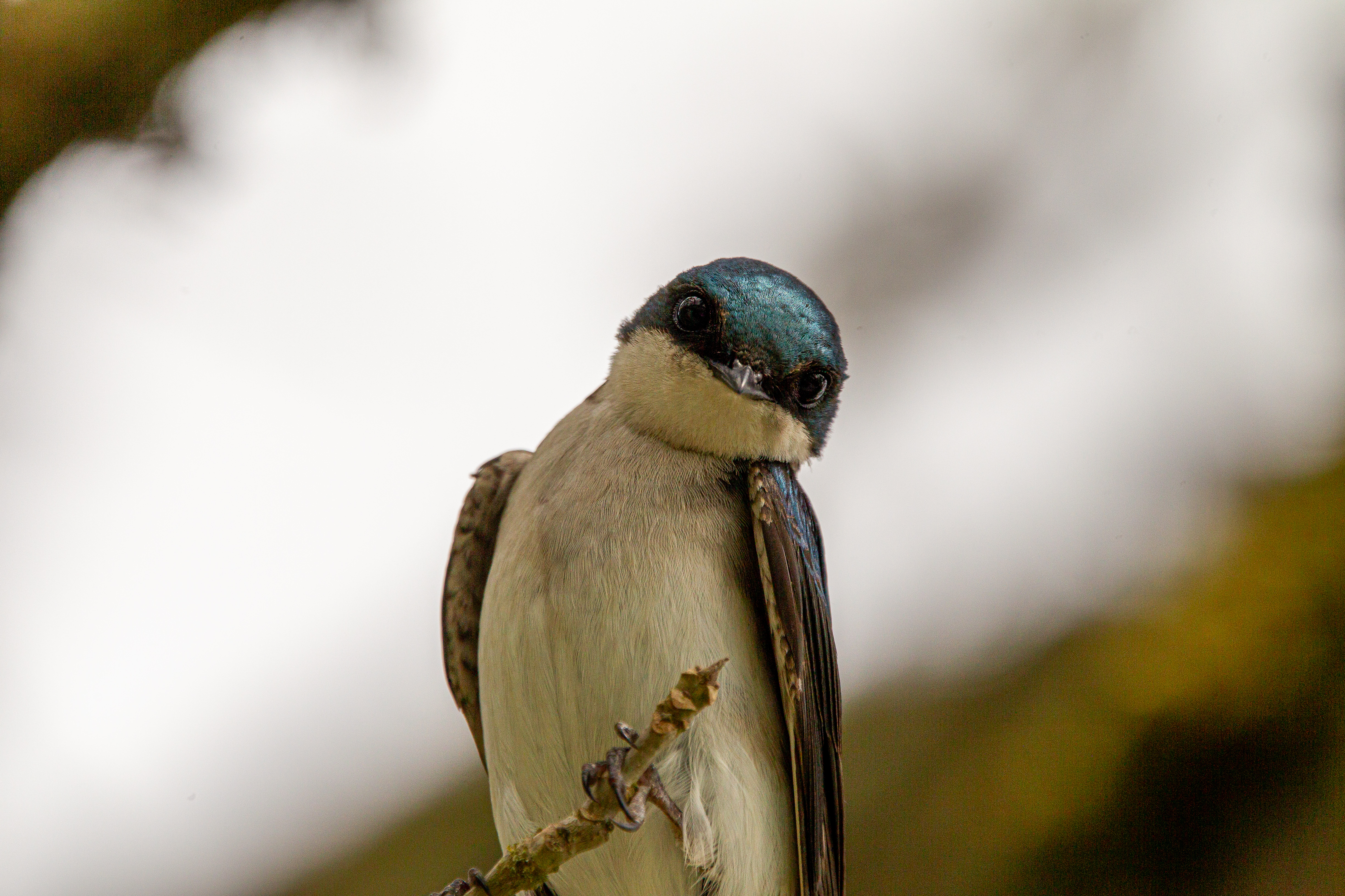 tree swallow (21)
