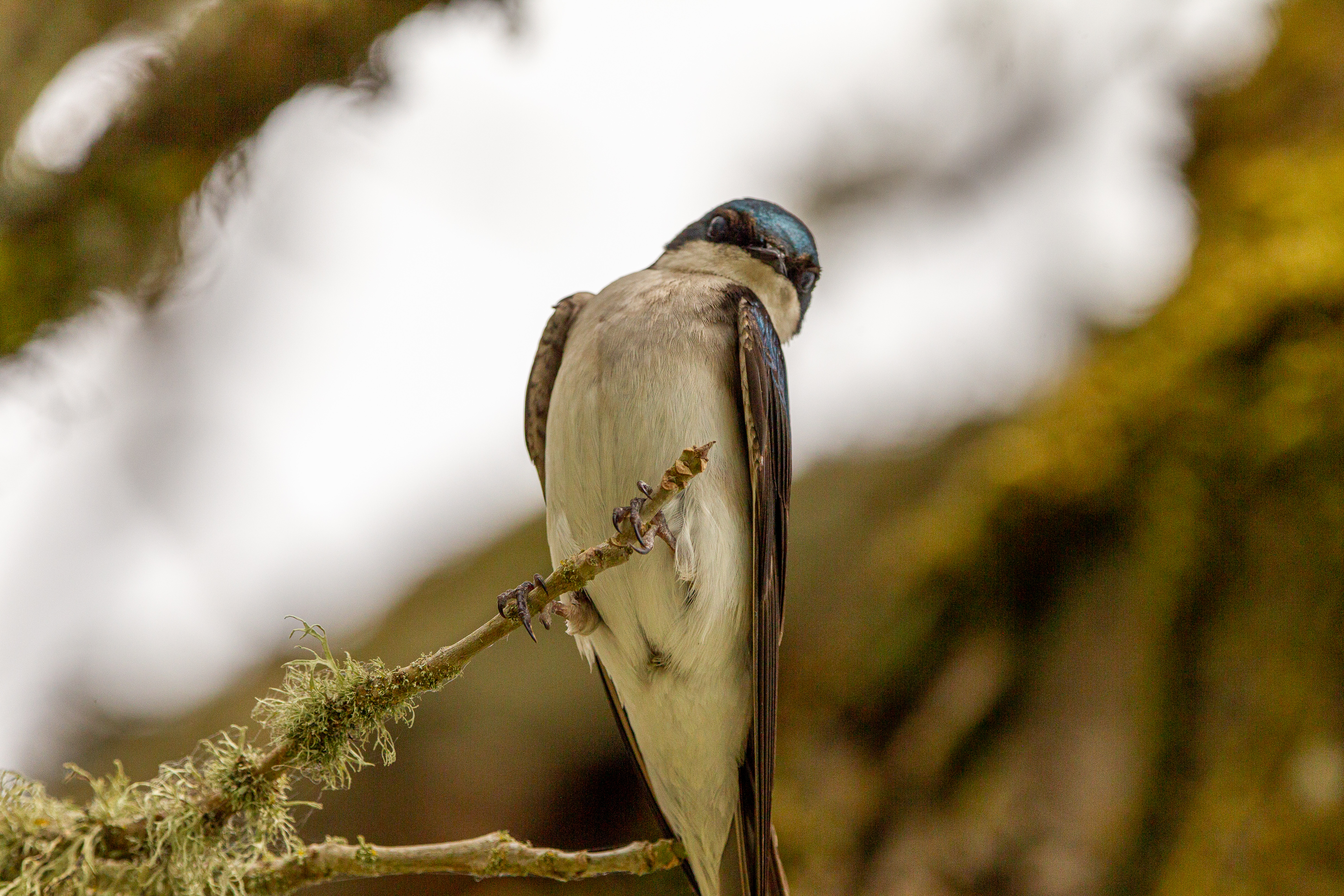 tree swallow (22)
