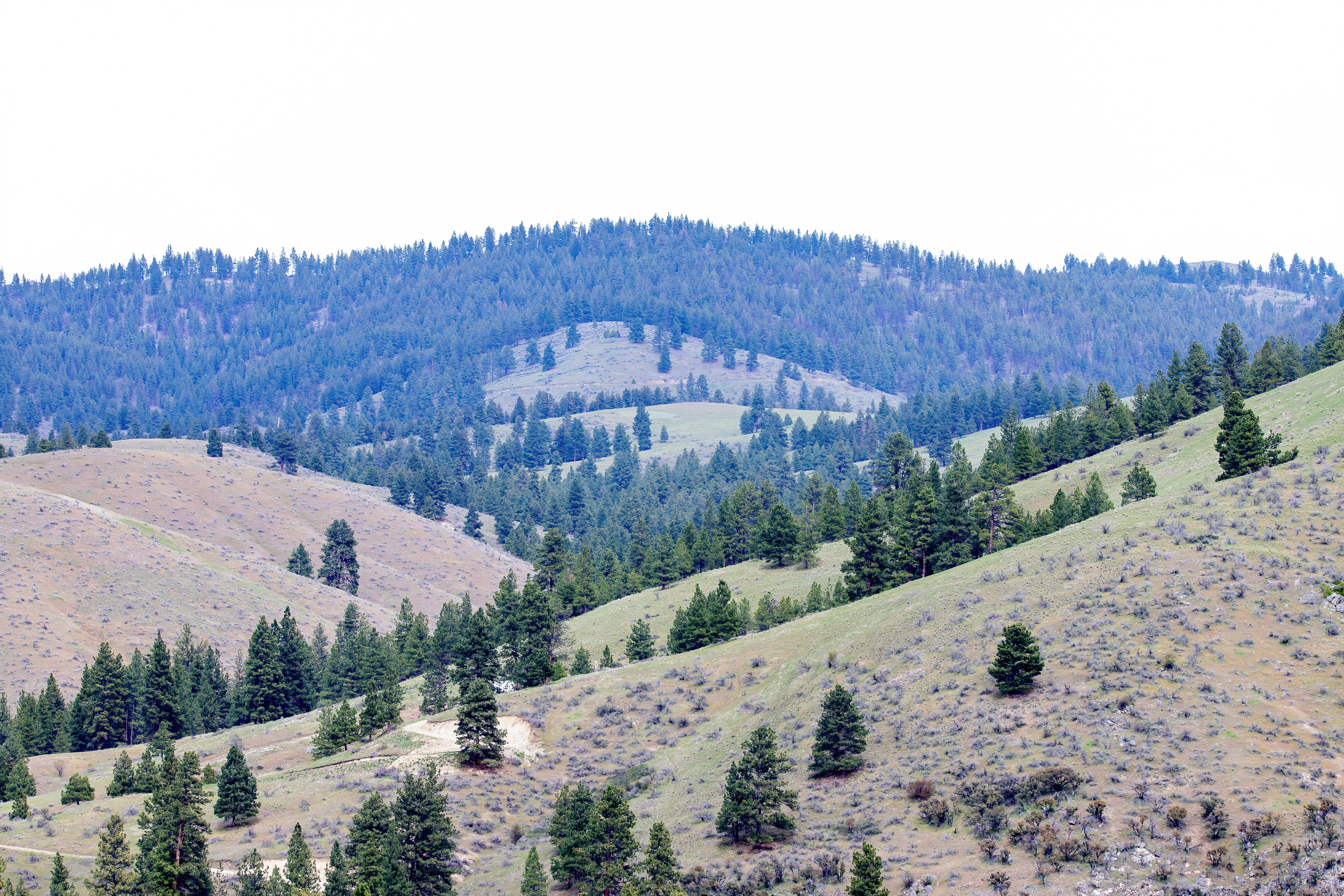bitterroot mountain valley (10)