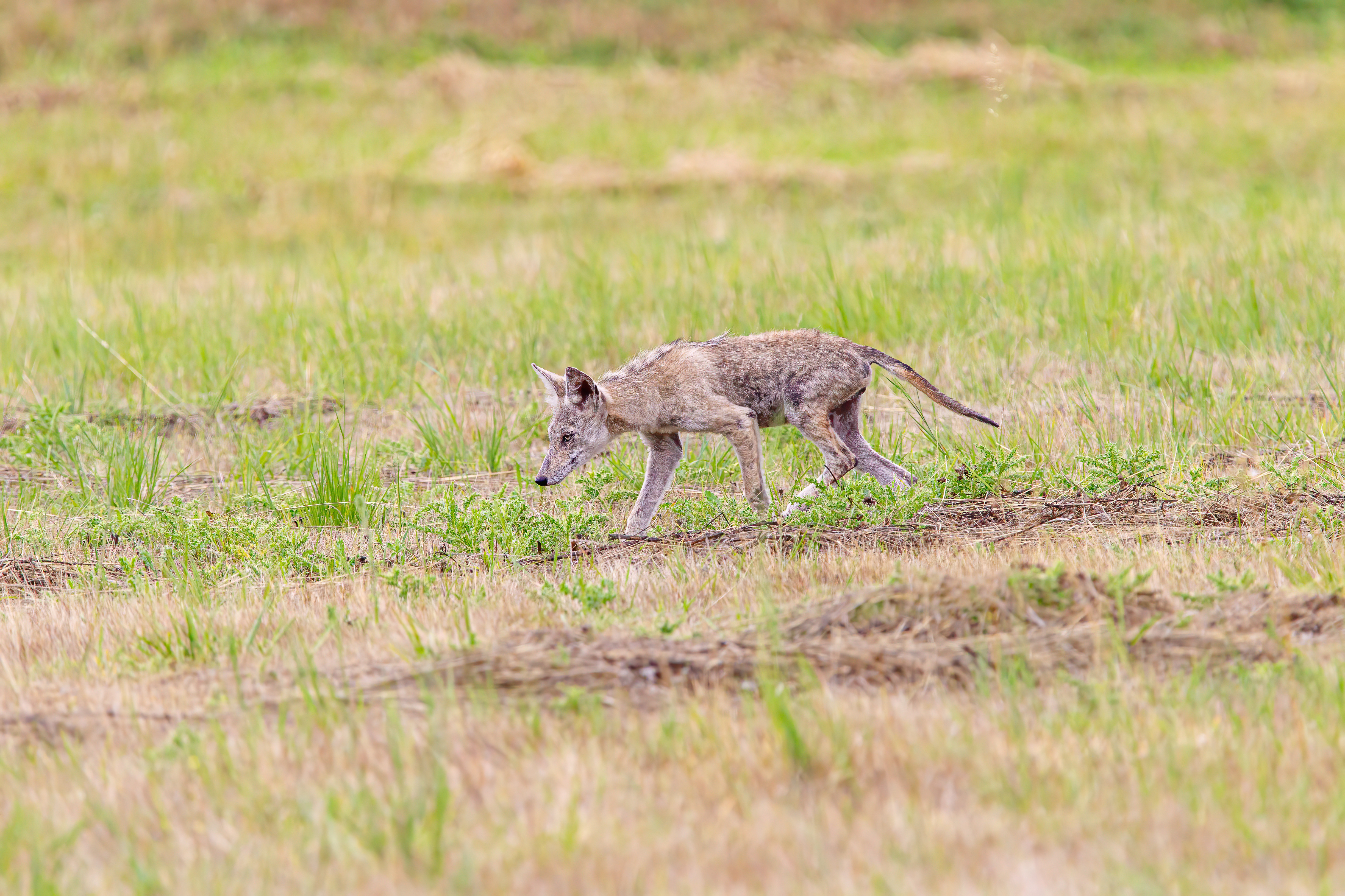 coyote (10)