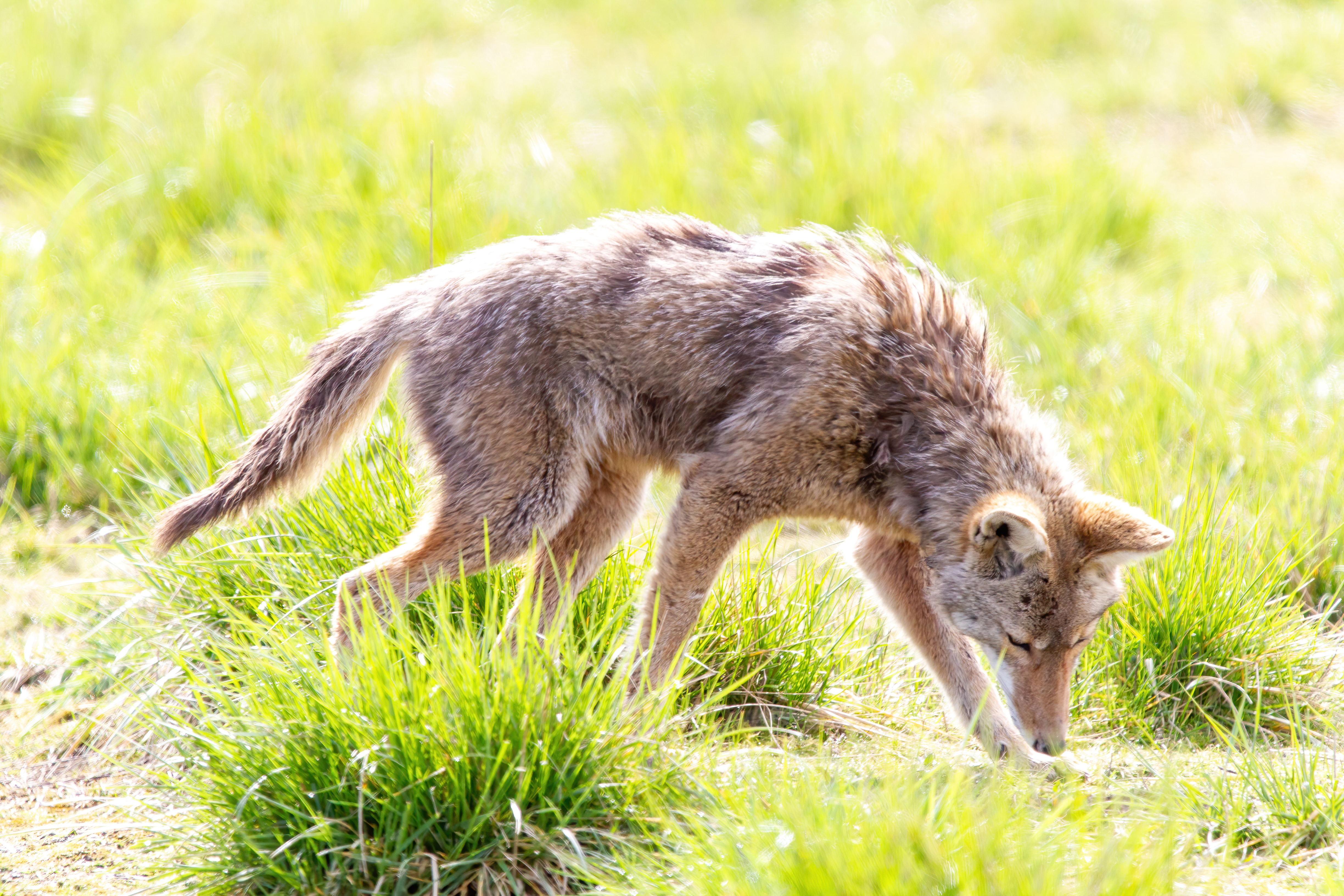 coyote (16)