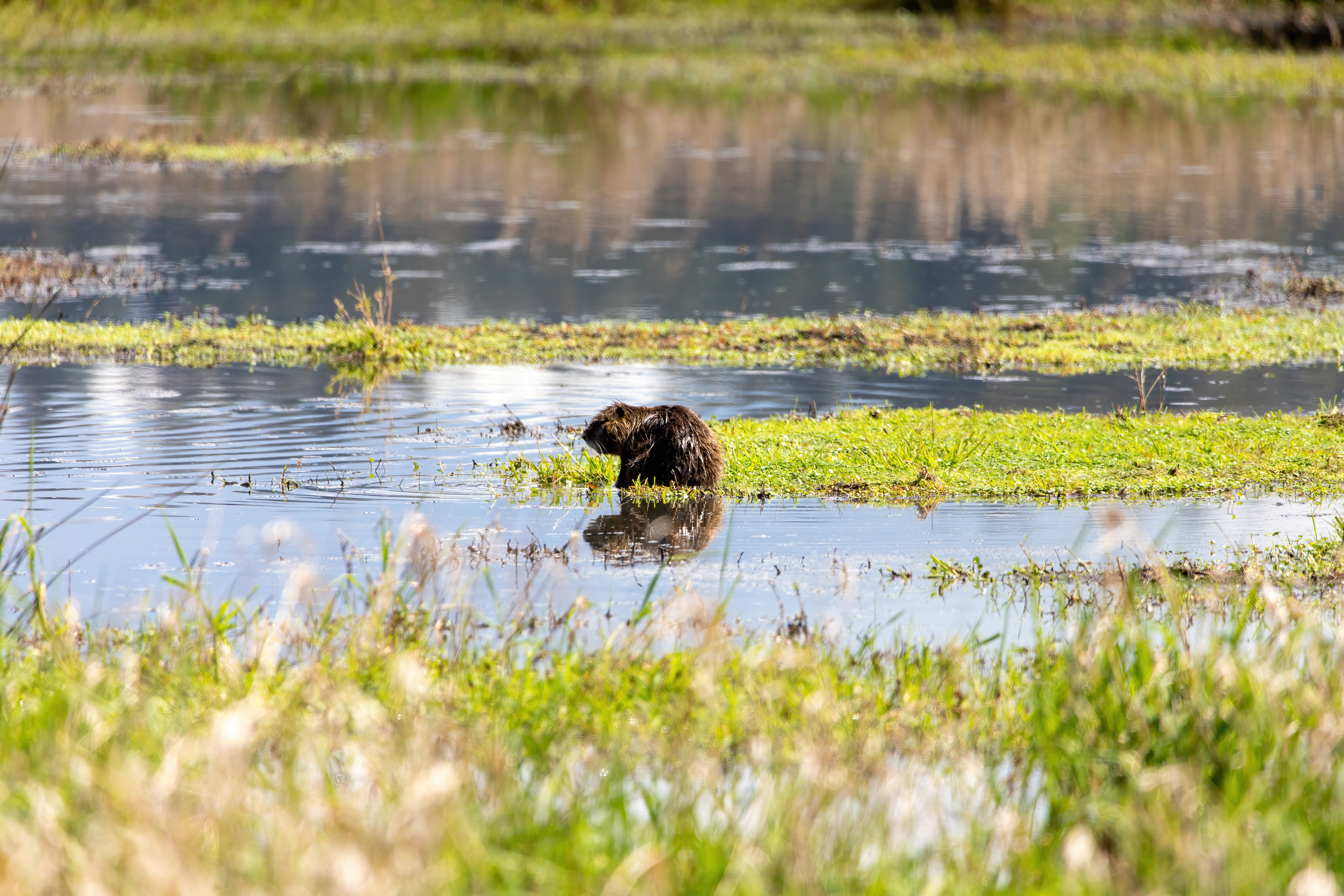 nutria (1)