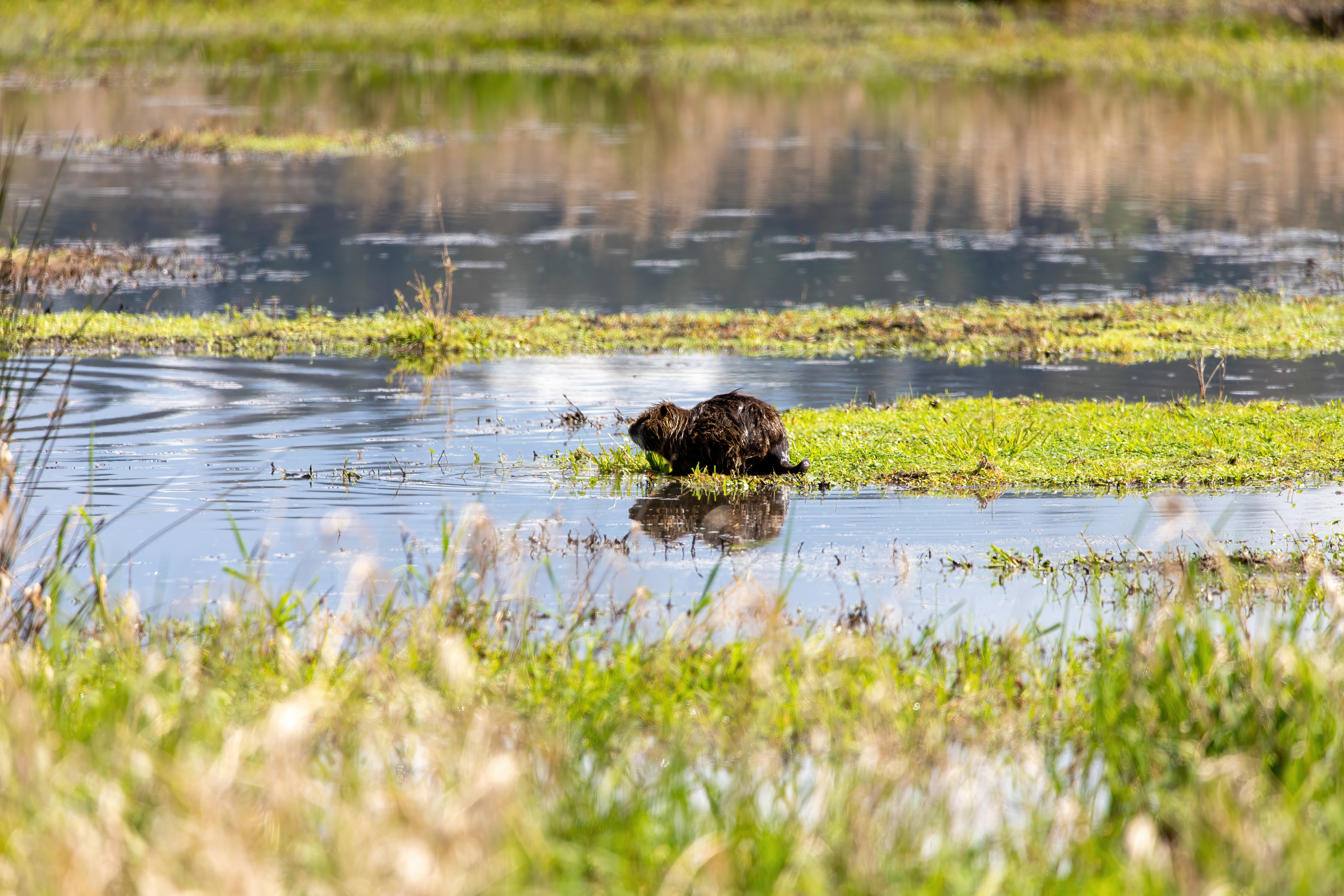 nutria (2)